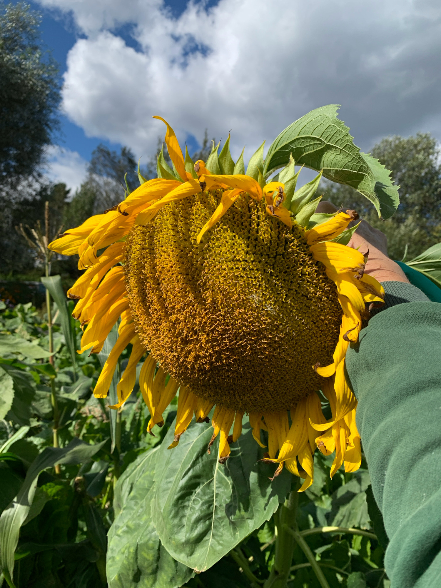 The image shows a close-up of a large, mature sunflower with its petals wilting and drooping. The center of the sunflower is filled with developing seeds, appearing brown and textured. A person's arm, clad in a dark green long-sleeved shirt, is visible on the right side of the frame, holding the sunflower. The background consists of lush green foliage, likely other plants in a garden or field. Above the foliage, a bright blue sky with scattered white clouds is visible. The lighting suggests it is daytime, with sunlight illuminating the scene. The context provided about Novostroika, Russia, is not visually represented in the image itself.