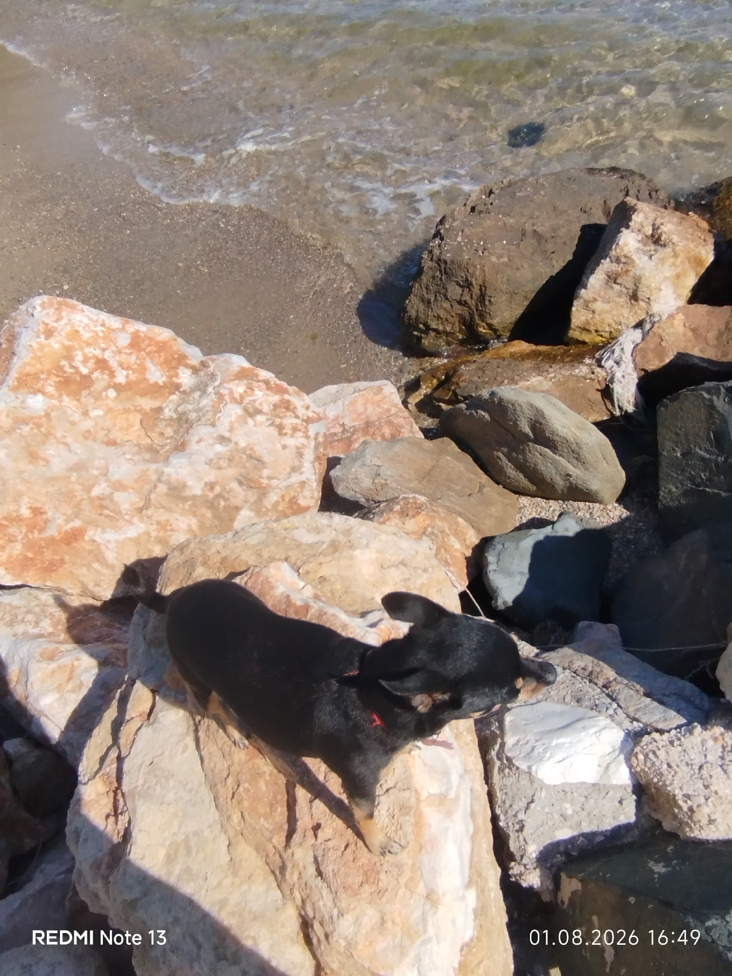 A black and tan dog, wearing a red collar, stands on a large, light-colored rock near the water's edge. The dog is facing to the right, with its head lowered. The environment is a rocky shoreline with the sea visible in the background. The image was taken in Sithonia Municipal Unit, Greece, on August 1, 2026, at 16:49.