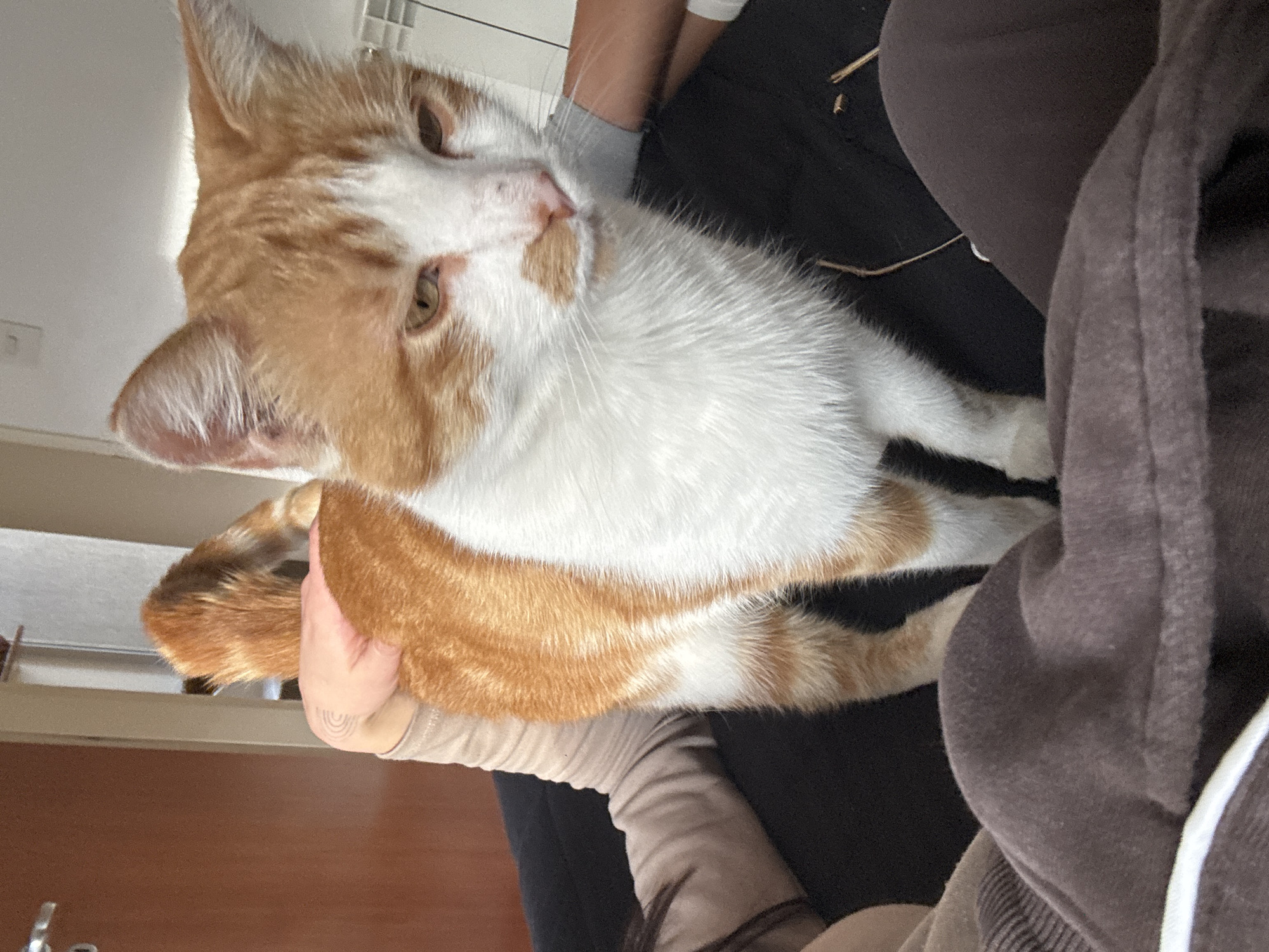 A person is holding a white and orange tabby cat. The cat is looking at the camera. The person is wearing a black shirt and a brown hoodie. The location cannot be determined.