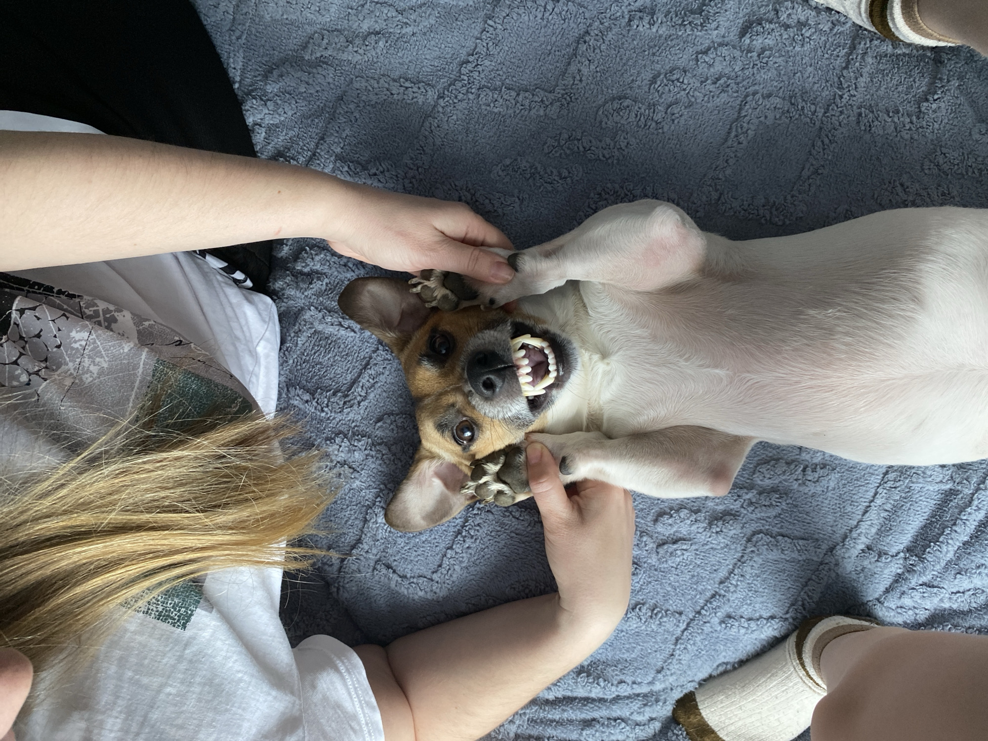 This overhead image, taken in Noviy, Russia, captures a playful moment between a person and a dog on a textured, light blue or grey blanket.
The central subject is a small, short-haired dog, resembling a Jack Russell Terrier, lying on its back with its belly exposed. The dog has primarily white fur with brown and tan markings on its head and ears. Its mouth is wide open, revealing bright white teeth and a pink tongue, conveying a sense of excitement or playful "smile."
Partially visible, a person is interacting with the dog. The person's blonde hair is seen on the left side, and their arms and hands are engaging with the animal. One hand gently holds the dog's chin or lower jaw area, while the other holds one of the dog's paws. The person wears a white t-shirt, and a leg with a striped white and brown sock is visible in the bottom right corner.
The setting is indoors, likely a bed or sofa, indicated by the soft blanket. The dog's relaxed, vulnerable posture and playful expression suggest a strong bond and trust with the person. The overall mood is joyful and affectionate. The lighting indicates it is daytime, but no specific time or weather details are apparent. There is no visible text in the image.