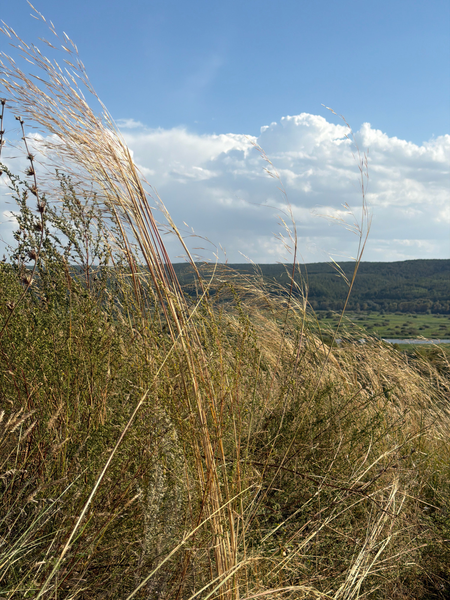 This image depicts a natural landscape with dry grass and vegetation in the foreground, set against a backdrop of rolling hills and a blue sky with white clouds. The scene appears to be located in Malaya Tsarevschina, Russia, an area known for its natural beauty. There are no people or discernible actions taking place in the image, but the environment suggests a clear, possibly windy day. The focus is on the interplay of light and shadow on the tall, dried grasses, which are partially obscuring a view of a distant forest and a body of water. The colors are muted, with shades of brown, green, and blue dominating the composition.