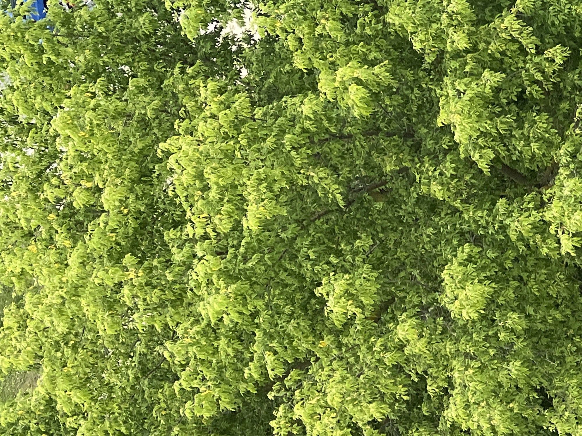 This media file is a close-up, top-down shot of a dense canopy of bright green leaves, likely from a deciduous tree. The leaves are small and numerous, creating a textured and vibrant green mosaic. Sunlight filters through the foliage, creating dappled highlights and casting shadows, suggesting it is daytime. There are no people or distinct objects visible, only the overwhelming presence of the tree's leaves and some darker branches interspersed within. The scene is natural and appears to be outdoors. Given the location context of Minsk, Belarus, this could be a common sight during the warmer months when trees are in full leaf. The image evokes a sense of lushness and natural abundance. There is no visible text in the image.