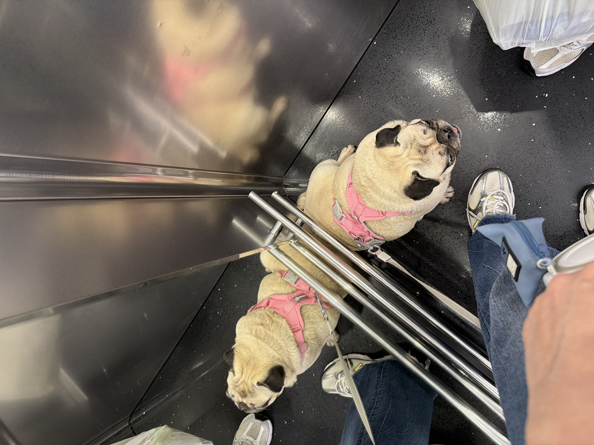 Two pugs wearing pink harnesses are inside an elevator with stainless steel walls and handrails. The pugs are light brown with darker faces and ears. One pug is sitting upright with its head tilted up, while the other is lying down. The floor of the elevator is dark and speckled. Several pairs of feet wearing sneakers and jeans are visible in the foreground, suggesting the presence of at least two people. One person is holding a light blue pouch. The image appears to be taken in Chișinău, Moldova, based on the context provided. The lighting suggests an indoor environment.