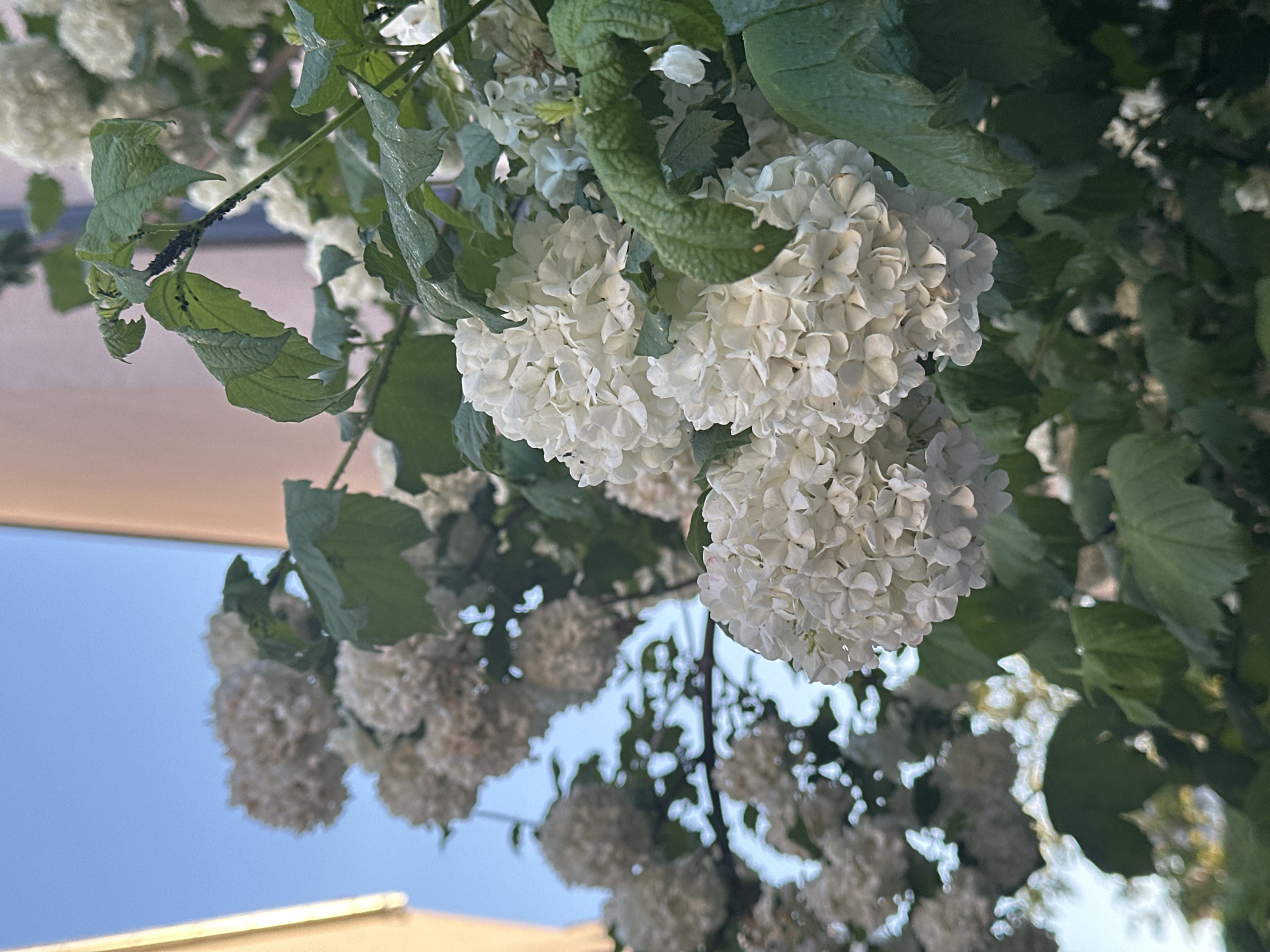 The image captures a close-up, upward-facing view of a flowering plant featuring numerous spherical clusters of white flowers and green leaves, set against a bright blue sky. The vibrant white flower clusters, composed of many small individual florets, dominate the upper and central parts of the frame, appearing full and healthy. The plant's green leaves, some slightly wrinkled or textured, frame the flowers.
A notable detail, visible more clearly in one of the cropped hints, is the presence of a cluster of small, dark insects, likely aphids, clinging to a stem and the underside of a leaf. These insects appear as tiny black dots clustered together. The background shows a clear, light blue sky, indicating good weather and daytime. Below the sky, faint and blurry structures, possibly parts of a building or canopy, are visible in soft, warm tones. The overall impression is one of natural beauty with an unexpected detail of common plant pests. There is no discernible activity or event taking place, nor any visible text. The setting is outdoors, likely in a garden or park in the City of Zagreb, Croatia, as per the provided context.