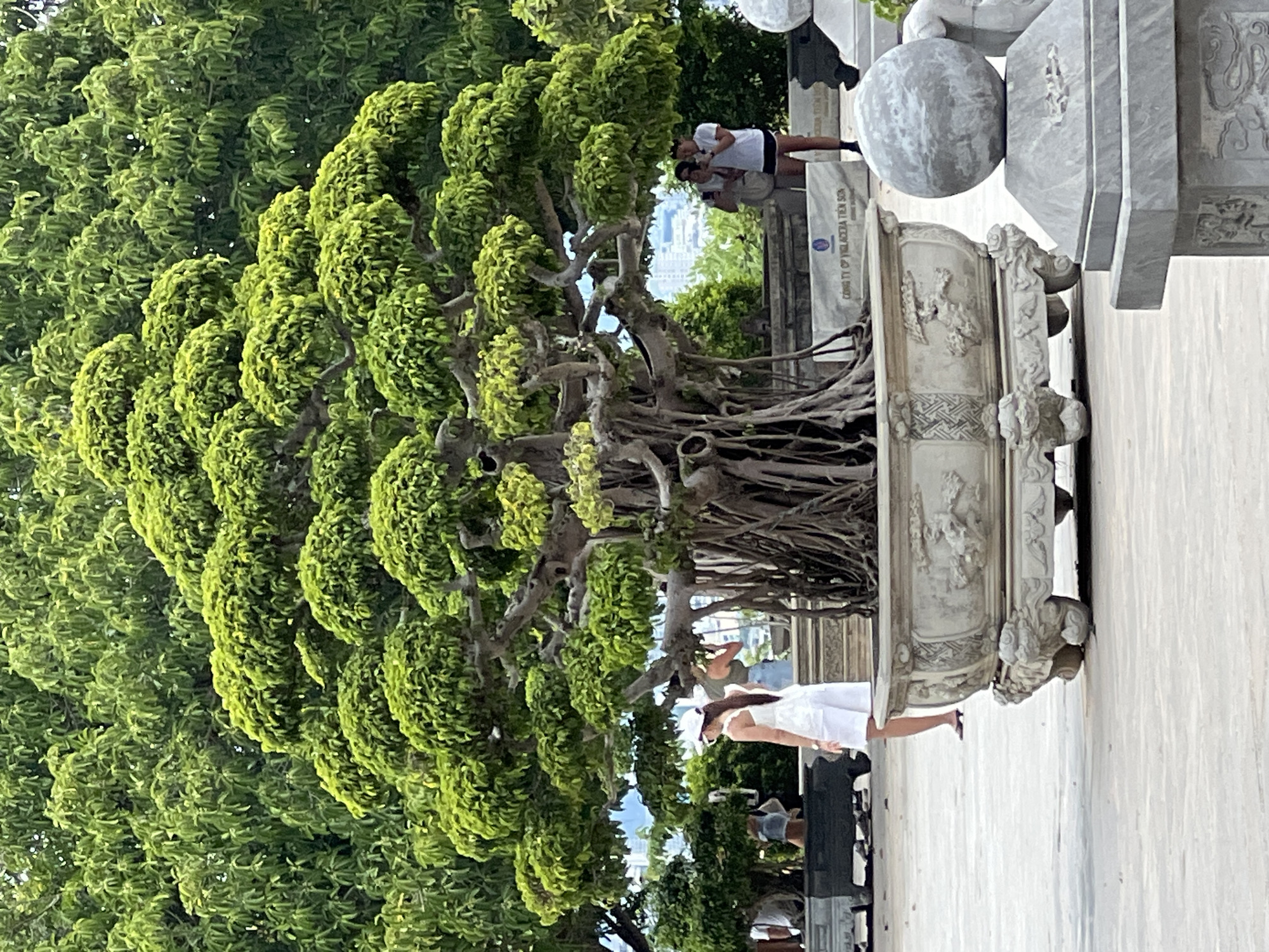 This image captures a large, meticulously shaped bonsai tree with prominent aerial roots, planted in an ornate, decorative stone pot. The bonsai is the central focus, with its lush green foliage creating a dense canopy. Behind the bonsai, a row of smaller trees and greenery can be seen, and further in the background, a city skyline is faintly visible, suggesting an urban setting.
In the foreground and mid-ground, several people are present. On the left, a woman in a white outfit and hat stands facing the bonsai, appearing to observe it. To the right of the bonsai, a couple stands together, with one person holding up a phone, possibly taking a photograph. The ground is paved with light-colored tiles.
The overall scene suggests a landscaped public space or garden, likely in an urban environment. Considering the presence of the bonsai and the style of the stonework, this scene is characteristic of the area around the Marble Mountains in Đà Nẵng, Vietnam, which is known for its Buddhist pagodas, caves, and artistic displays including elaborate gardens and sculptures. The inscription visible on a stone slab in the background, "CÔNG TY CP VIGLACERA TIÊN SƠN," is a company name that may be associated with construction or stone products, further aligning with the possibility of this being a constructed garden or public space in Vietnam.