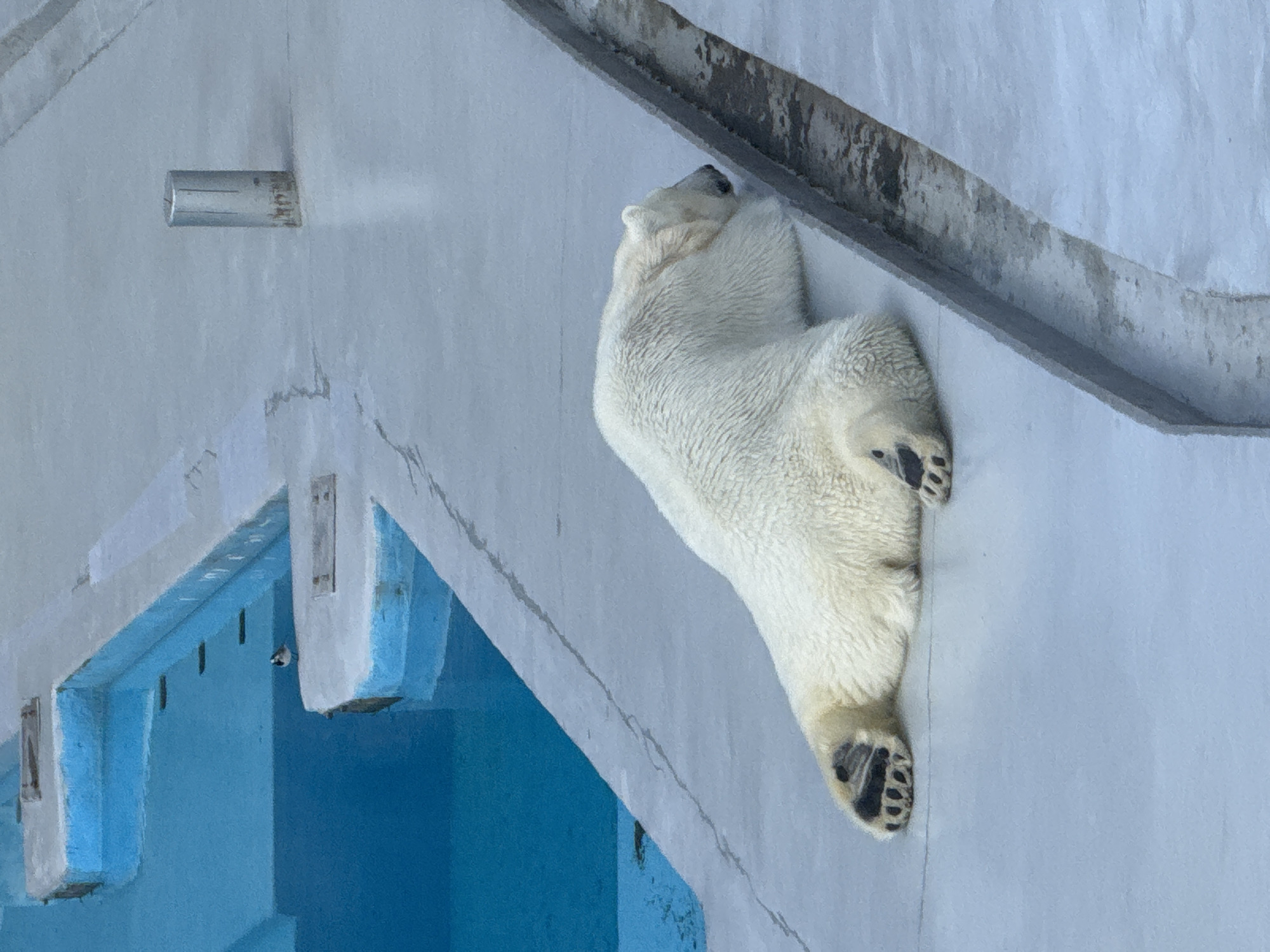 A polar bear lies on a concrete platform in an outdoor enclosure at the Izhevsk Zoo, Izhevsk, Russia. The bear faces right with its head near the edge of a ledge. Its paws are visible at the bottom of the image. Blue structures suggestive of water are visible to the left. A metal pipe is affixed to the wall at the top left, and a bird perches under a blue ledge.