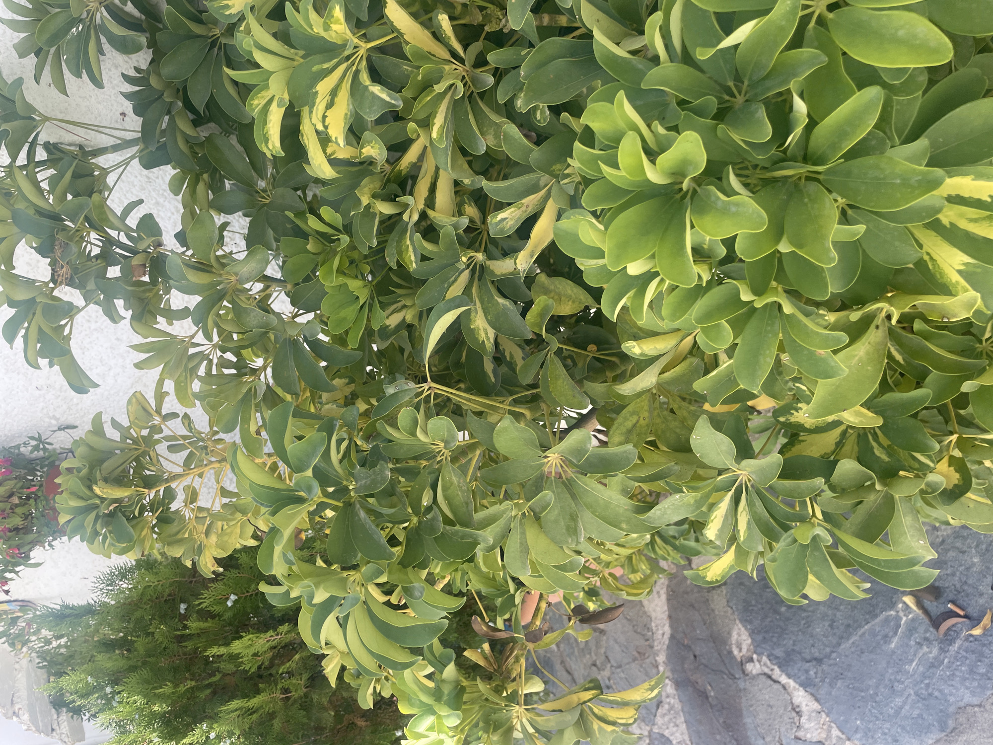 The image depicts a close-up, eye-level view of lush green foliage against a textured white wall. The main subject is a plant with large, glossy, compound leaves, predominantly in shades of deep green with variegations of yellow. The leaves are arranged in palmate clusters, with individual leaflets being oblong and tapering to a point. Some of the leaves appear lighter green or yellow, particularly along their edges and veins, suggesting variegation or possibly early signs of stress. The plant has several woody stems that are visible, some of which are a yellowish-brown color.
To the left of the main plant, a portion of a dense, dark green coniferous shrub with fine, feathery needles is visible. Its texture is much finer than that of the broader-leafed plant.
In the background, a rough, whitewashed wall serves as a backdrop, with some subtle textures and shadows. At the very top, a hint of red flowers in a pot is barely discernible.
The foreground shows a pathway made of irregular, dark gray stones, with visible grout lines. Scattered on the stones are a few small, dry, brown leaf fragments.
The lighting suggests an outdoor setting, likely during daylight, with the sun casting gentle shadows. The overall impression is one of natural growth and a slightly unkempt garden or outdoor space. There are no people or animals visible in the frame. The scene is situated in the town of Capileira, Spain.