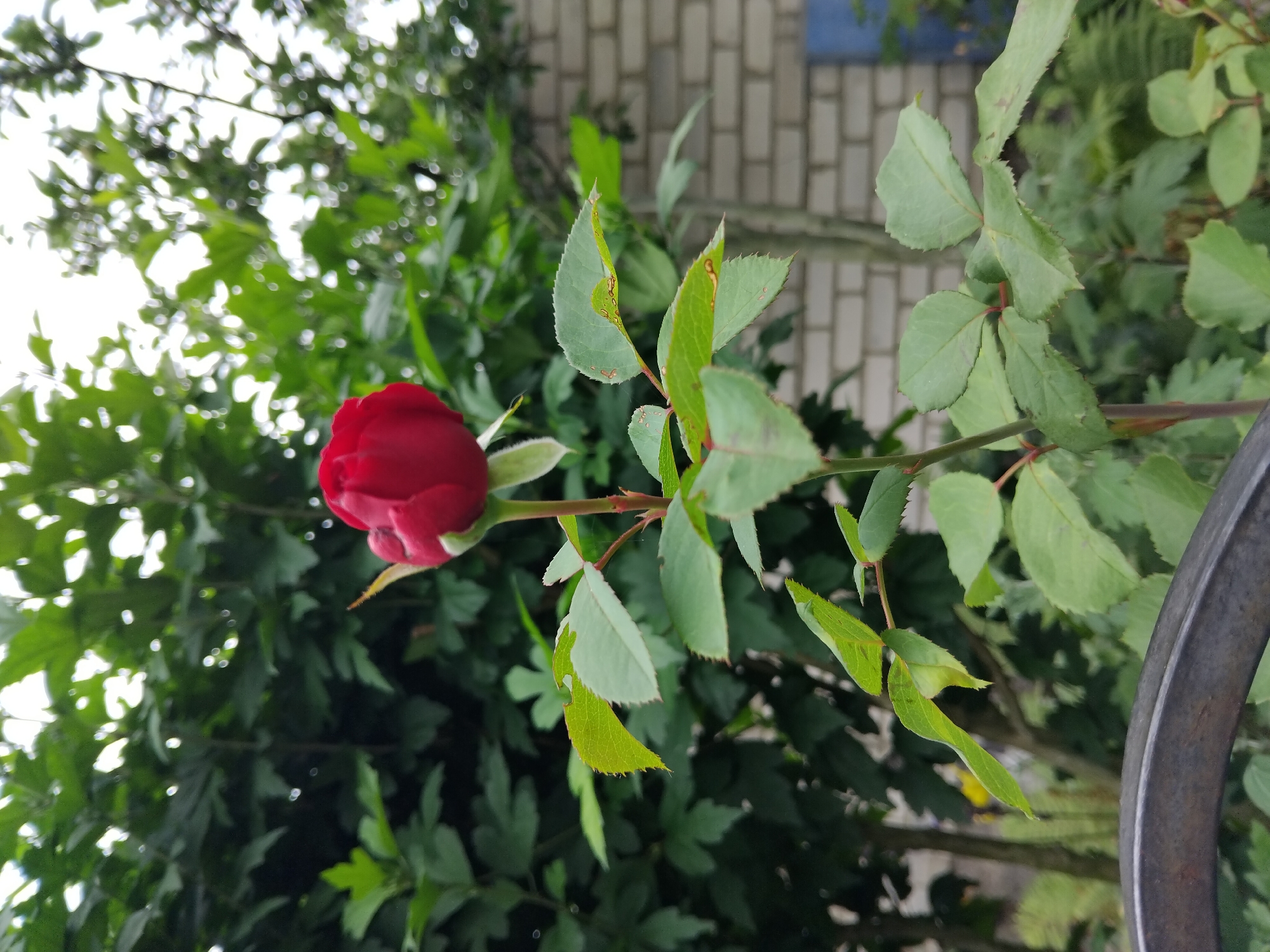 A single red rose bud is in focus, positioned slightly off-center to the right. The rose has a deep red hue with slightly unfurled petals at the tip. It is attached to a green stem with several serrated green leaves, some showing minor browning or damage. The background is a blur of lush green foliage, suggesting a garden or outdoor setting. To the right of the foliage, a light-colored brick wall is visible, partially obscured by greenery. A dark, curved metal object is in the foreground at the bottom left, possibly a piece of garden furniture or fencing. The lighting suggests it is daytime, with soft light filtering through the leaves, creating bokeh effects. The scene appears to be located in a residential garden in the city of Zhytomyr, Ukraine, given the presence of garden plants and brickwork often found in such areas. No people or animals are present in the image.