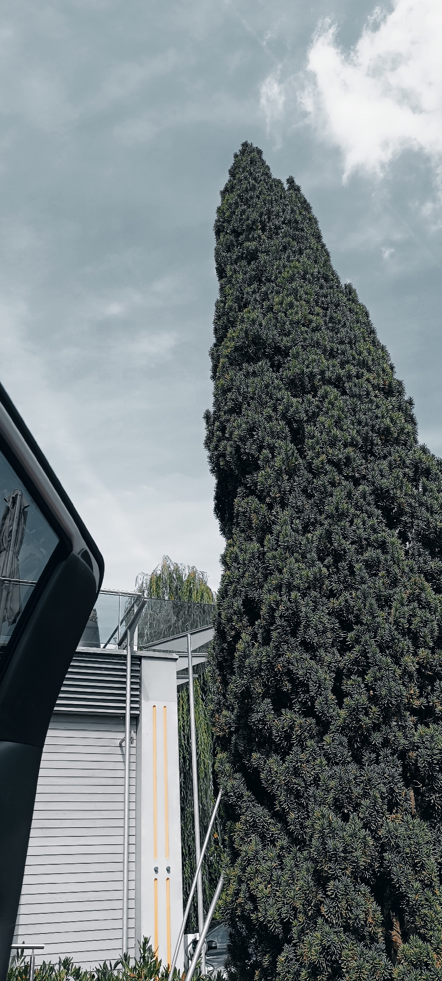 This is a full-frame, vertical, eye-level, medium outdoor shot taken on an overcast day in Fellbach, Germany. The image features a tall, dark green conifer tree dominating the right side of the frame, its dense foliage obscuring the sky. To the left of the tree, a modern building is partially visible, characterized by horizontal grey siding and a curved, dark-toned structure with glass on the left edge of the frame. A glass balcony railing and a light-colored pillar with two vertical yellow stripes are also present. In the background, a weeping willow tree can be seen, its branches hanging down. The sky is filled with grey clouds, with a few brighter patches suggesting sunlight struggling to break through. The overall tone of the image is muted and somewhat cool.