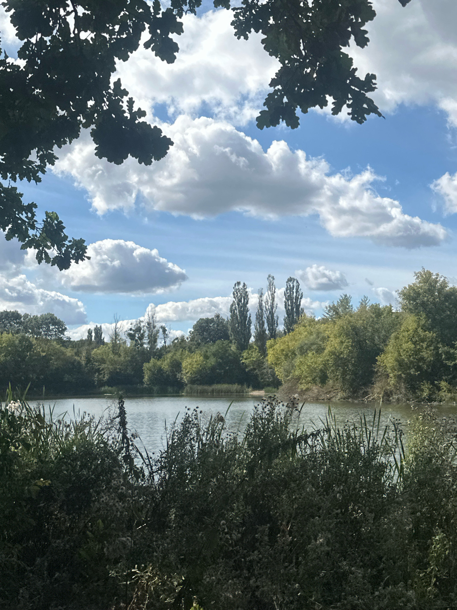 The image depicts a serene natural landscape. In the foreground, dense green foliage and tall grasses obscure the view of a body of water. Beyond the vegetation, a calm lake stretches across the middle ground, reflecting the sky. The far bank of the lake is lined with a variety of trees, some with lush green leaves and others appearing taller and more slender. The sky above is a vibrant blue, dotted with large, fluffy white clouds. The overall impression is one of tranquility and natural beauty.