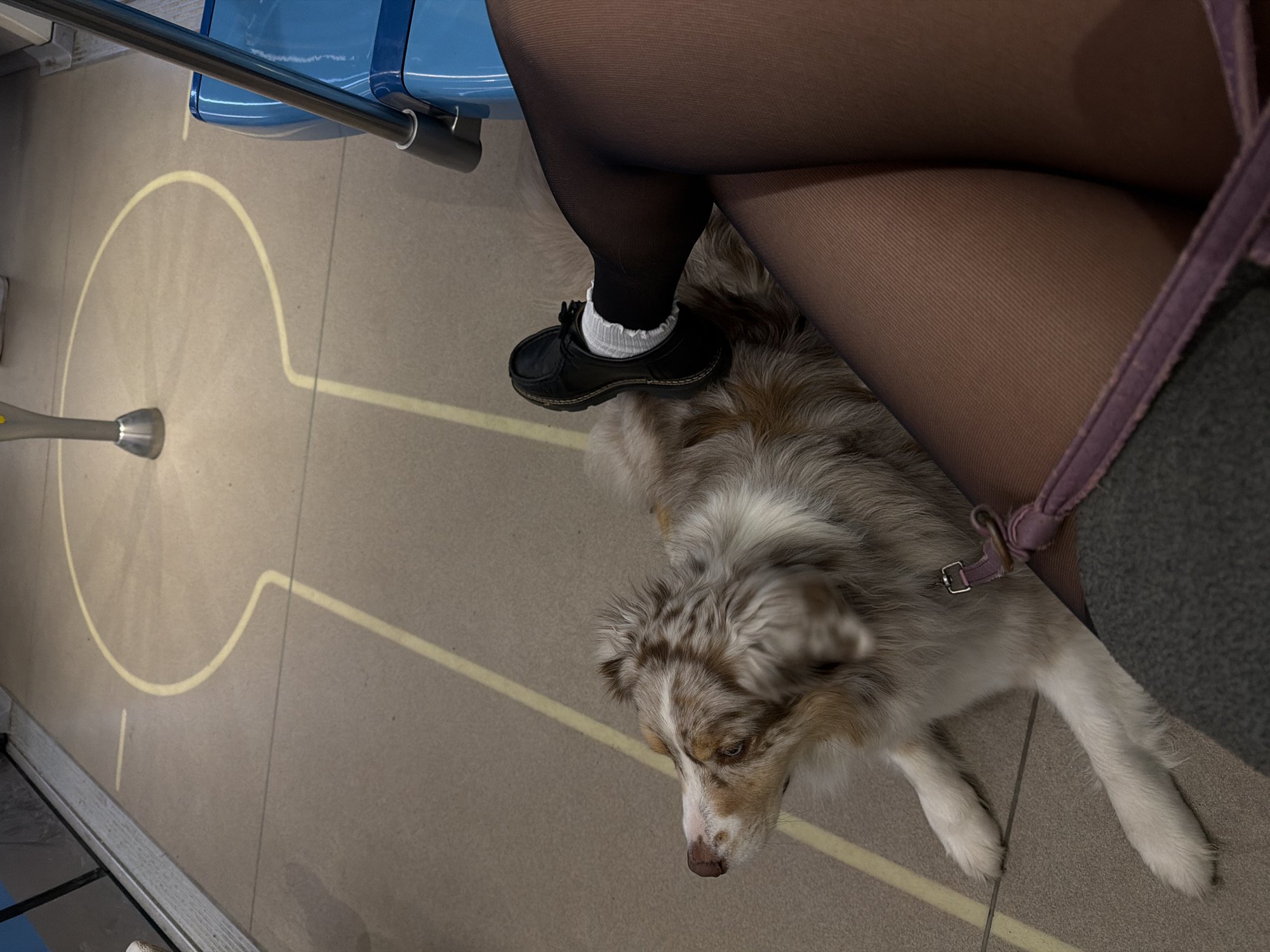 The image depicts the interior of what appears to be a train or public transportation vehicle. A person is seated, their legs covered in dark tights. One foot, wearing a black shoe with a white ruffled sock, is placed gently on the back of a medium-sized, tri-color Australian Shepherd dog that is lying on the floor at their feet. The dog has a light brown and white face. A pink-purple leash is attached to a collar around the dog's neck. The floor is a light brown color and has a yellow circular design on it. A blue seat is visible in the upper left corner.