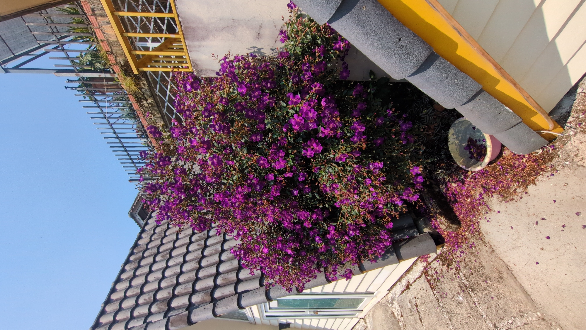 The image shows a building in Da Lat, Vietnam. A large bush with purple flowers dominates the scene, spilling over the edge of a building's roof and onto the ground. A small window is visible beneath the roof. The sky is a clear blue. A drainpipe runs along the edge of the roof, and a flower pot sits on the ground, surrounded by scattered flower petals. A fence and another building structure are visible in the background.