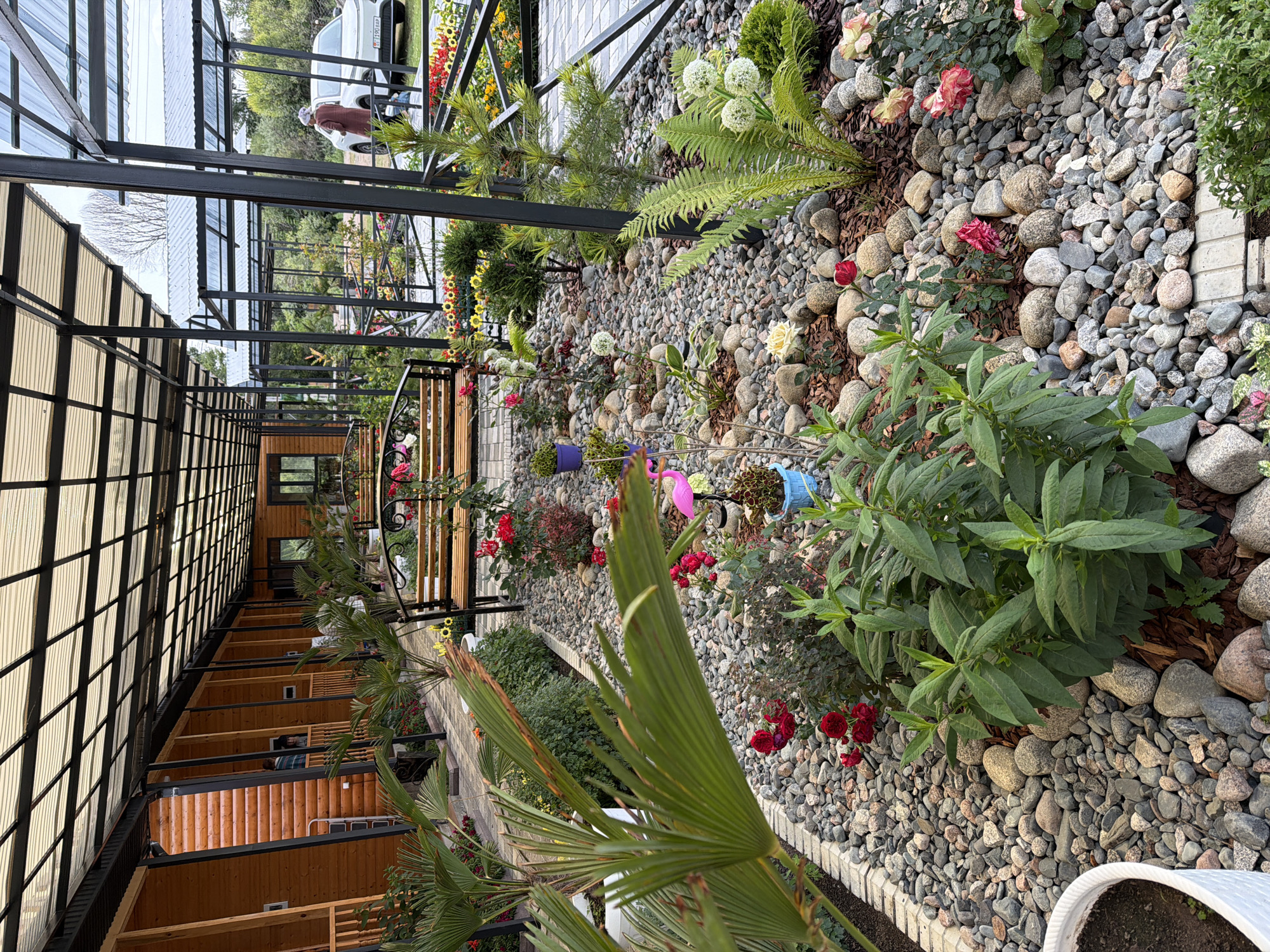 The image captures a scene in an outdoor area with wooden structures and a garden. In the foreground, there is a lush garden with various plants and flowers, including red roses, ferns, and other greenery. The garden is laid out with a pebble and stone ground cover. A pink flamingo statue is visible among the plants.
In the middle ground, a wooden bench with an ornate metal frame is positioned in the garden. Behind the garden, a row of wooden cabins or rooms is visible, accessed by a covered walkway with a transparent roof supported by black metal posts. Some people are visible on the balconies of these structures.
Further in the background, there is a parking area with a white car. The overall environment appears to be a resort or a similar establishment with a focus on outdoor recreational space and accommodation. The scene is well-lit, suggesting it was taken during the daytime.
