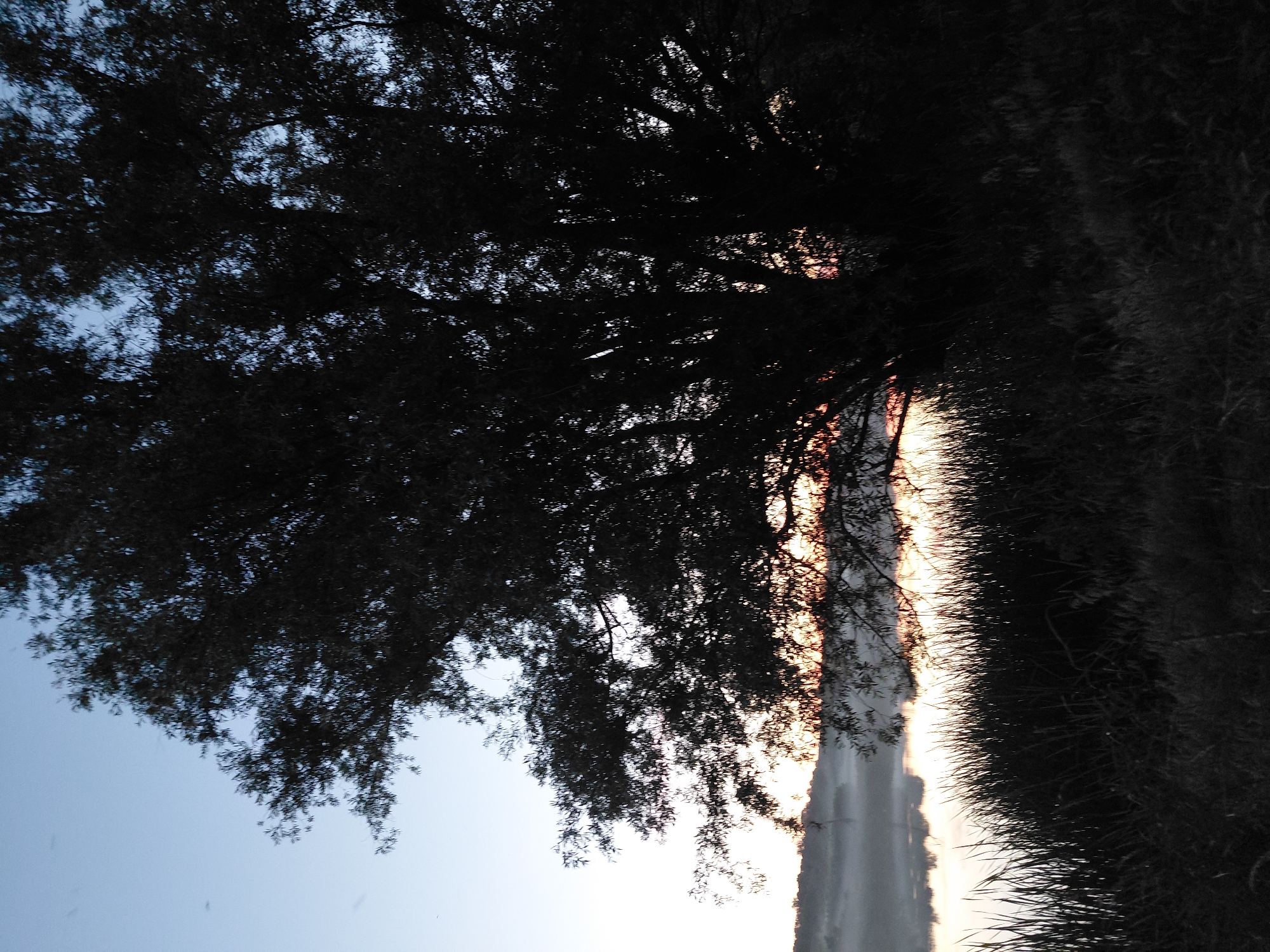 This image captures a serene natural landscape at dusk, likely in or near the village of Ustyvytsia, Ukraine. A large, silhouetted tree dominates the foreground, its branches casting intricate shadows against a gradient sky that transitions from a soft blue at the top to a pale orange and white near the horizon. Below the tree, a body of water, possibly a river or lake, reflects the fading light. Reeds and tall grasses line the water's edge, creating a dark, textural border at the bottom of the frame. A thin layer of mist hovers over the distant landscape, adding to the tranquil atmosphere. The overall impression is one of peaceful solitude and the quiet beauty of nature at the close of day.