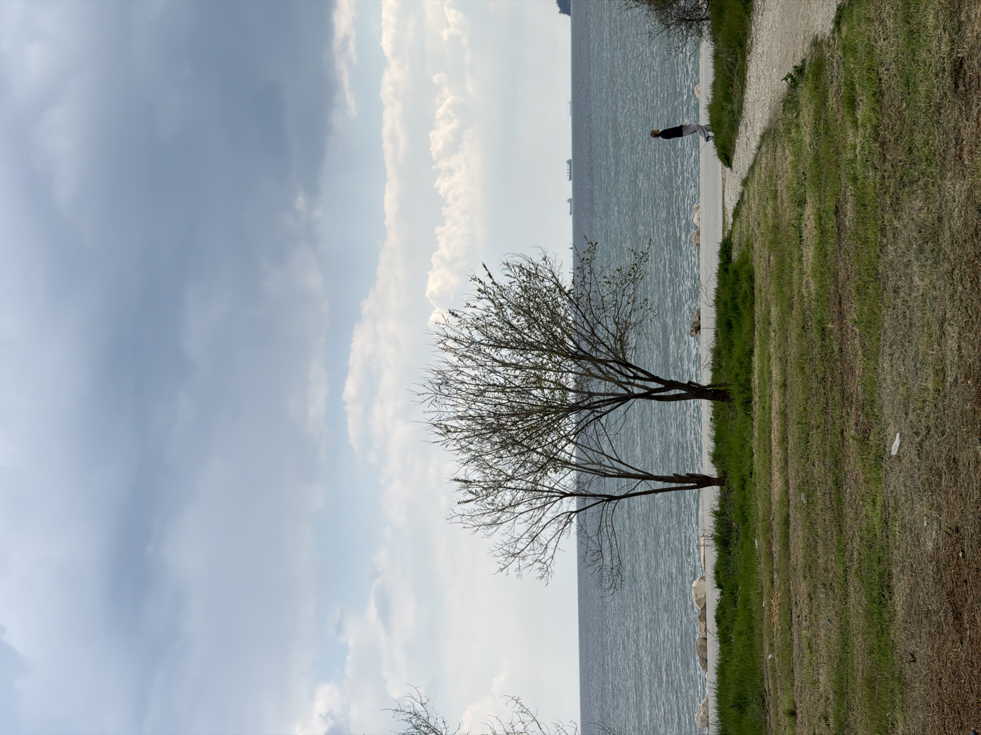 The image depicts a tranquil coastal scene in Varna, Bulgaria. A leafless tree stands in the foreground, its branches silhouetted against a backdrop of water and sky. To the right of the tree, a grassy area slopes down to the water's edge, where a concrete path runs parallel to the shoreline. A lone person walks along the path in the distance. The sky is filled with white and gray clouds. The water is calm. Several distant ships are visible on the horizon.