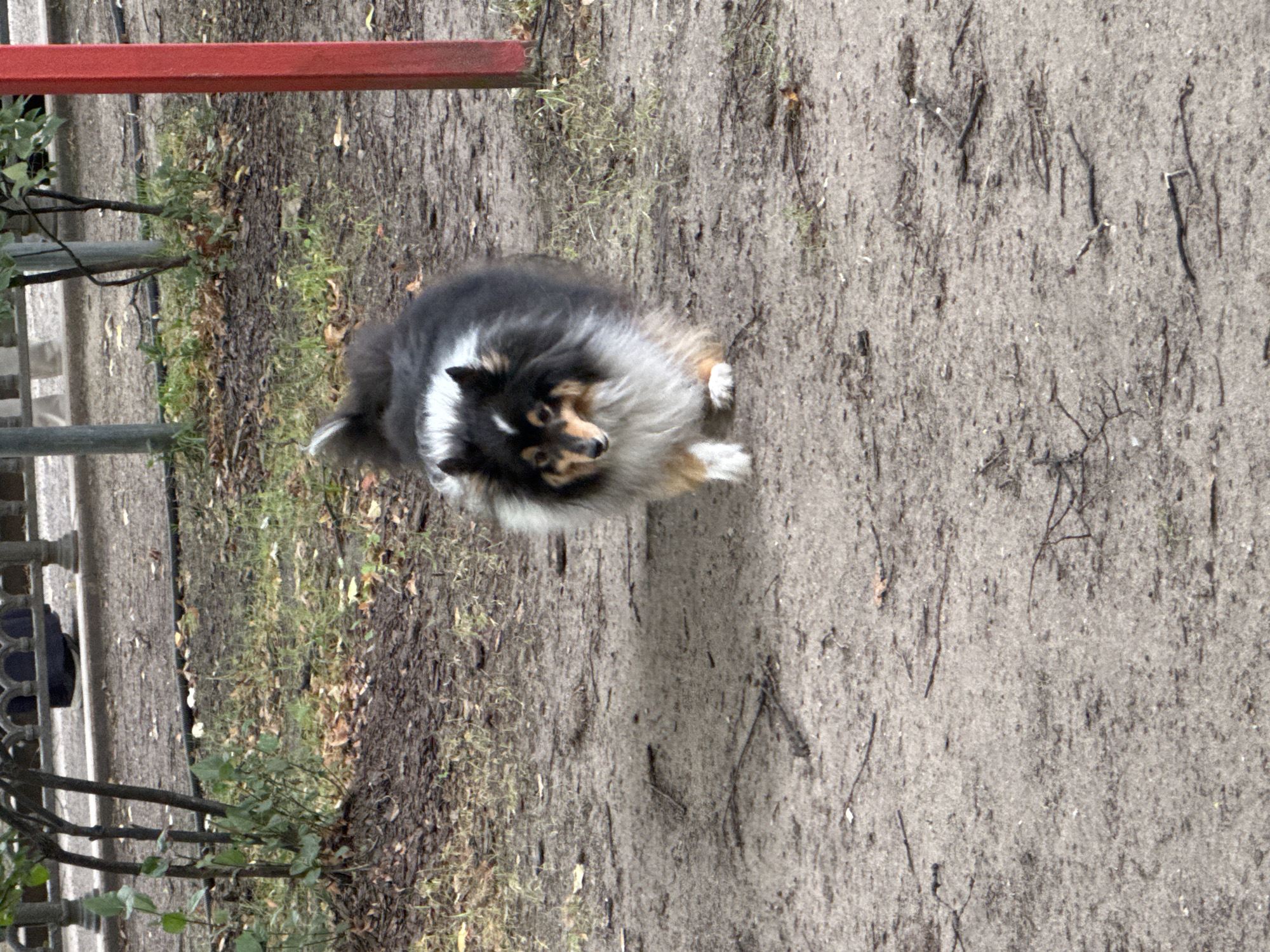 The image shows a sable and white Shetland sheepdog walking on a dirt path in a park. The dog is in the foreground, with its body angled towards the viewer and its head turned slightly to the left. The dog has a long, fluffy coat with black, white, and tan markings. Its tail is raised and curled over its back. In the background, there is a red metal pole and some sparse green grass and fallen leaves on the ground. Behind the grass and leaves, there is a grey metal fence and some dark green bushes. The overall scene suggests an outdoor setting in a park or public garden.