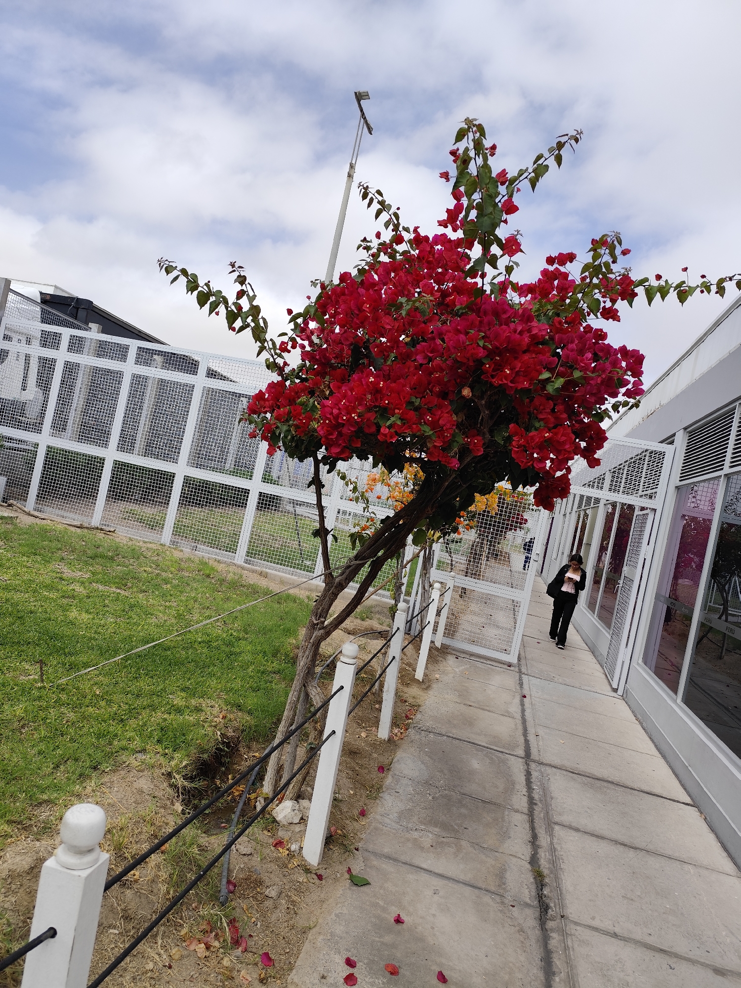 The image depicts an outdoor scene with a vibrant red bougainvillea tree in the foreground. The tree has a twisted trunk and is laden with bright red flowers, with some yellow flowers visible further back. The tree is situated next to a white metal fence, beyond which is a patch of green grass. A paved walkway runs alongside the fence, bordered by more white fence posts and black wires.
To the right of the walkway is a modern building with a white facade and large glass windows. One section of the building features white metal grating over the windows, and another appears to be an open doorway with glass doors. The building has signage that reads "PERU" in large letters on the glass.
A person, seen from the waist down, is walking away from the viewer on the paved walkway. They are wearing black pants and a black top with a pink undershirt. The sky above is partially cloudy. The scene appears to be in an institutional or educational setting, possibly part of a facility or campus in Tacna, Peru, given the visible signage. The overall impression is one of a well-maintained outdoor area adjoining a contemporary structure.