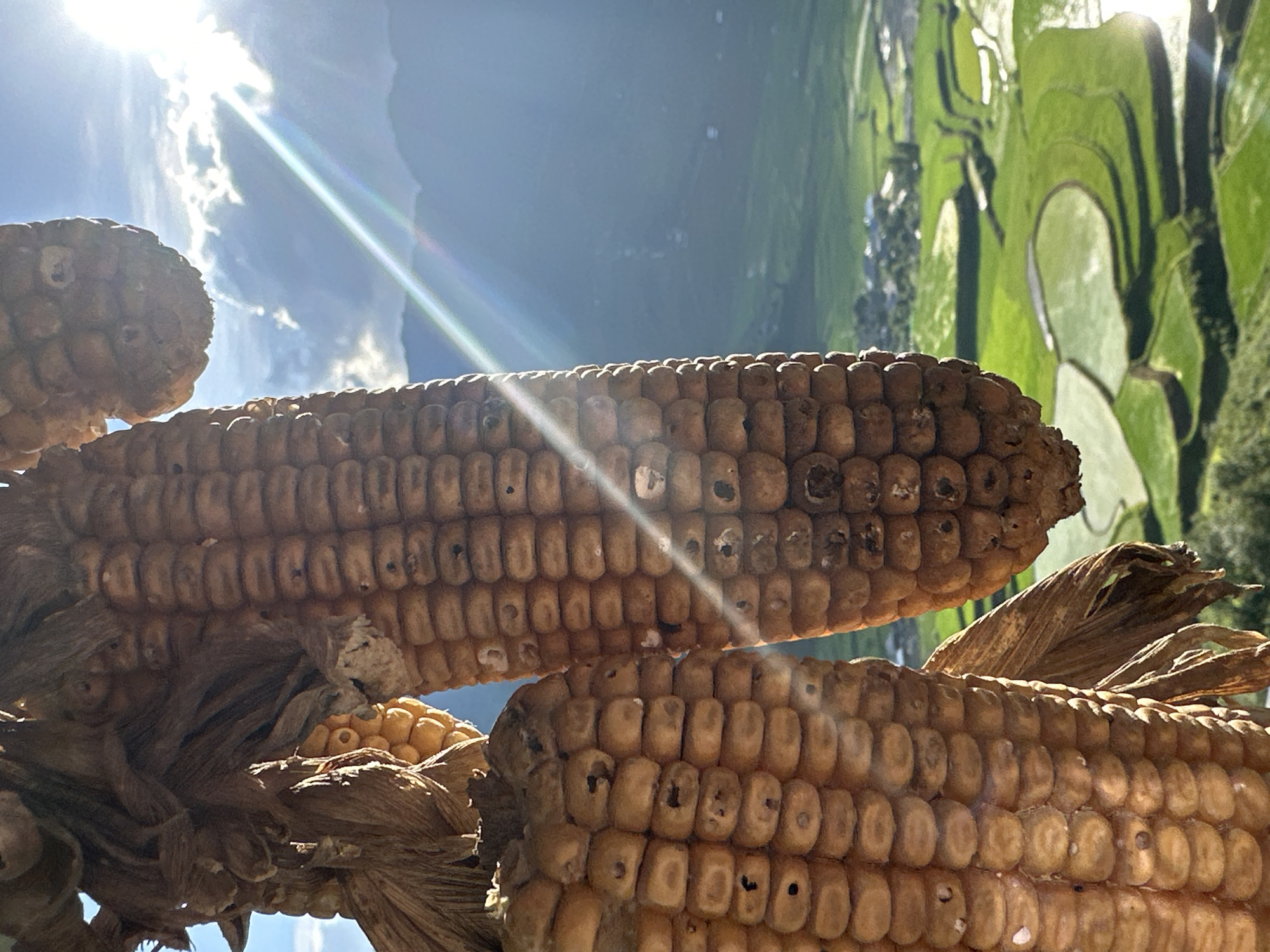Several dried corn cobs, exhibiting shades of tan and brown with visible imperfections and kernels, hang prominently in the left and central foreground. Frayed brown husks are visible at the top of the cobs. The scene is brightly lit by intense sunlight originating from the upper right, creating a distinct lens flare that diagonally traverses the upper right and center of the image. In the background, under a bright sky with scattered white clouds, a vast mountainous landscape unfolds in the city of Tú Lệ, Vietnam. Distant, dark-hued mountains dominate the upper background, while the lower background reveals verdant green agricultural terraces, some filled with reflective water, indicative of rice paddies. A small settlement with visible structures is nestled within the valley.