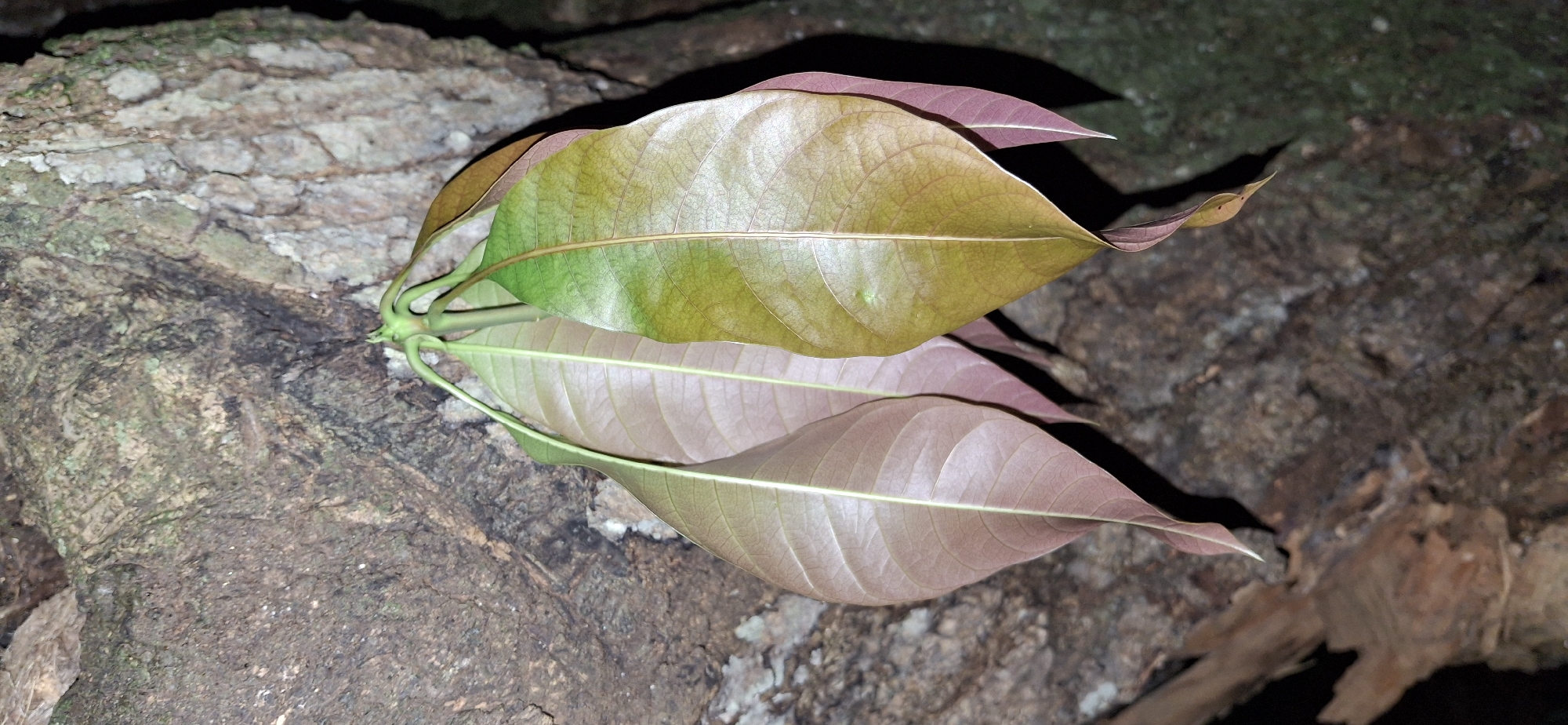 In Vallecito, Venezuela, a close-up shot showcases the tender, young leaves of a plant emerging from the rough, textured bark of a tree. The leaves display a gradient of colors, ranging from a soft, rosy pink on the edges to a vibrant green at their centers, indicating new growth. Their elongated, lanceolate shapes are clearly defined, with delicate veins visible against the lighter hues. The surrounding tree bark is a tapestry of earthy tones, with deep crevices and patches of moss or lichen, providing a stark contrast to the smooth, nascent foliage. The lighting suggests an outdoor environment, possibly in a shaded area due to the deep shadows cast by the leaves. The overall impression is one of natural beauty and the cyclical process of life within the Venezuelan landscape.
