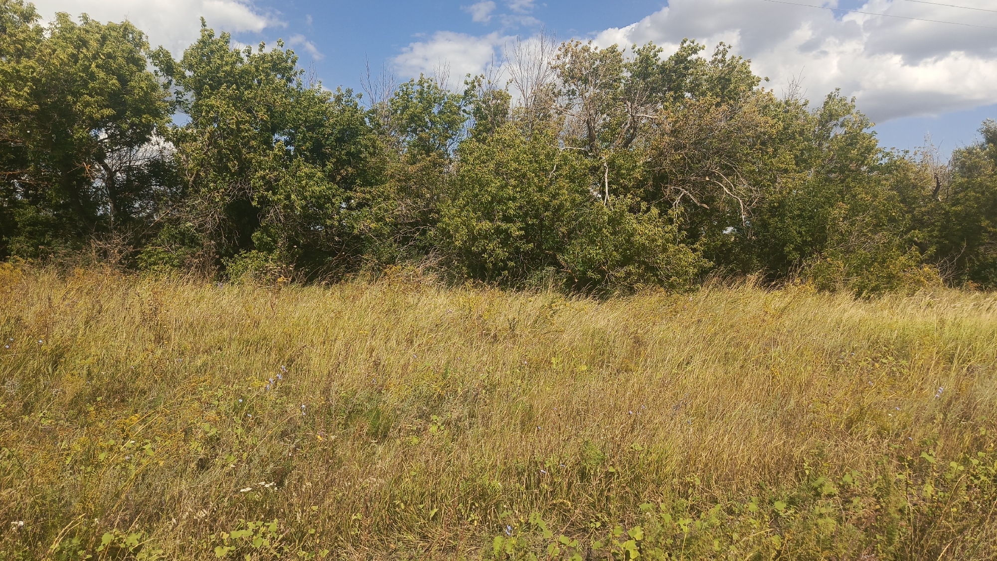 The image shows a sunlit field of tall, dry grass in the foreground, with scattered green foliage and small blue and white wildflowers. Behind the field, a dense line of deciduous trees forms a treeline, with some trees showing autumn colors. The sky above is a clear blue with scattered white cumulus clouds. A power line is visible stretching across the top right portion of the frame. The scene appears to be an undeveloped, natural area on the outskirts of Oktyabr'skii Gorodok, Russia.