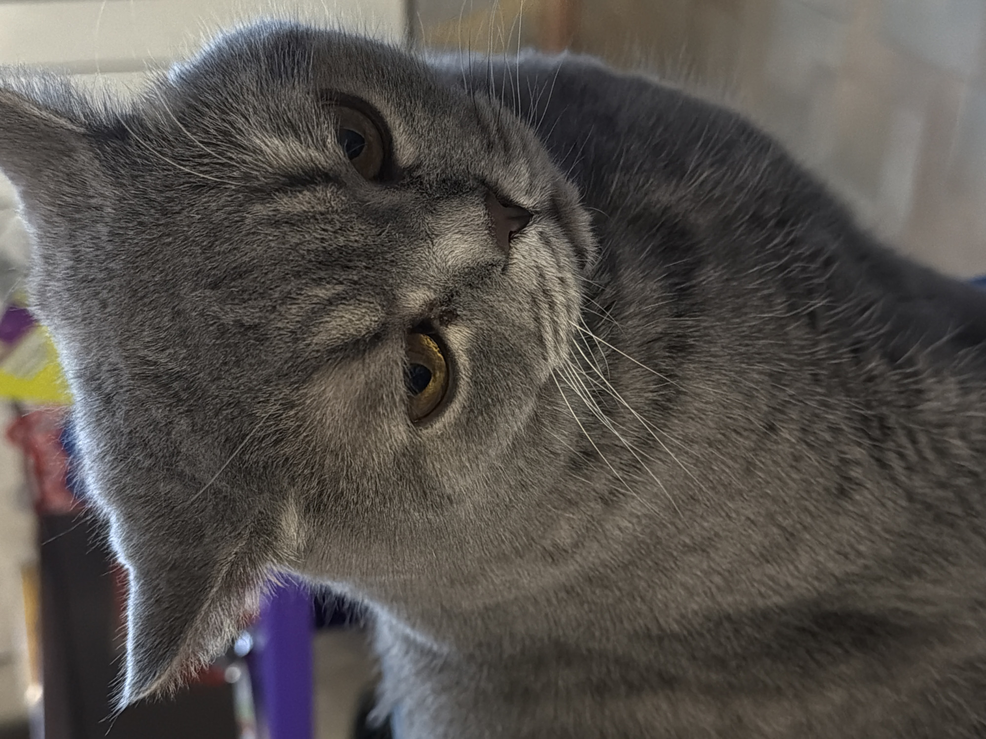 A close-up portrait shows a domestic cat with dense, short grey fur, characteristic of breeds like the British Shorthair. The cat's head is tilted significantly to its left (viewer's right), giving it an endearing, curious, or inquisitive expression. Its large, round eyes are a striking amber-gold color and are focused directly on the viewer.
Subtle darker tabby-like markings or stripes are visible across its forehead, cheeks, and body. A small, dark pinkish-brown nose and numerous long, white whiskers prominently fan out from its muzzle. The cat's ears are grey and slightly pointed, with fine hair visible inside.
The lighting appears bright and natural, suggesting daytime, and illuminates the cat from the front-left, highlighting the texture of its fur. The background is softly blurred and indistinct, indicating an indoor setting. Vague shapes and colors such as yellow, purple, white, and darker tones are visible in the background, but no specific objects or features are discernible. There is no visible text in the image. While the context of Perm, Russia is provided, no specific visual cues within the image itself indicate this location.