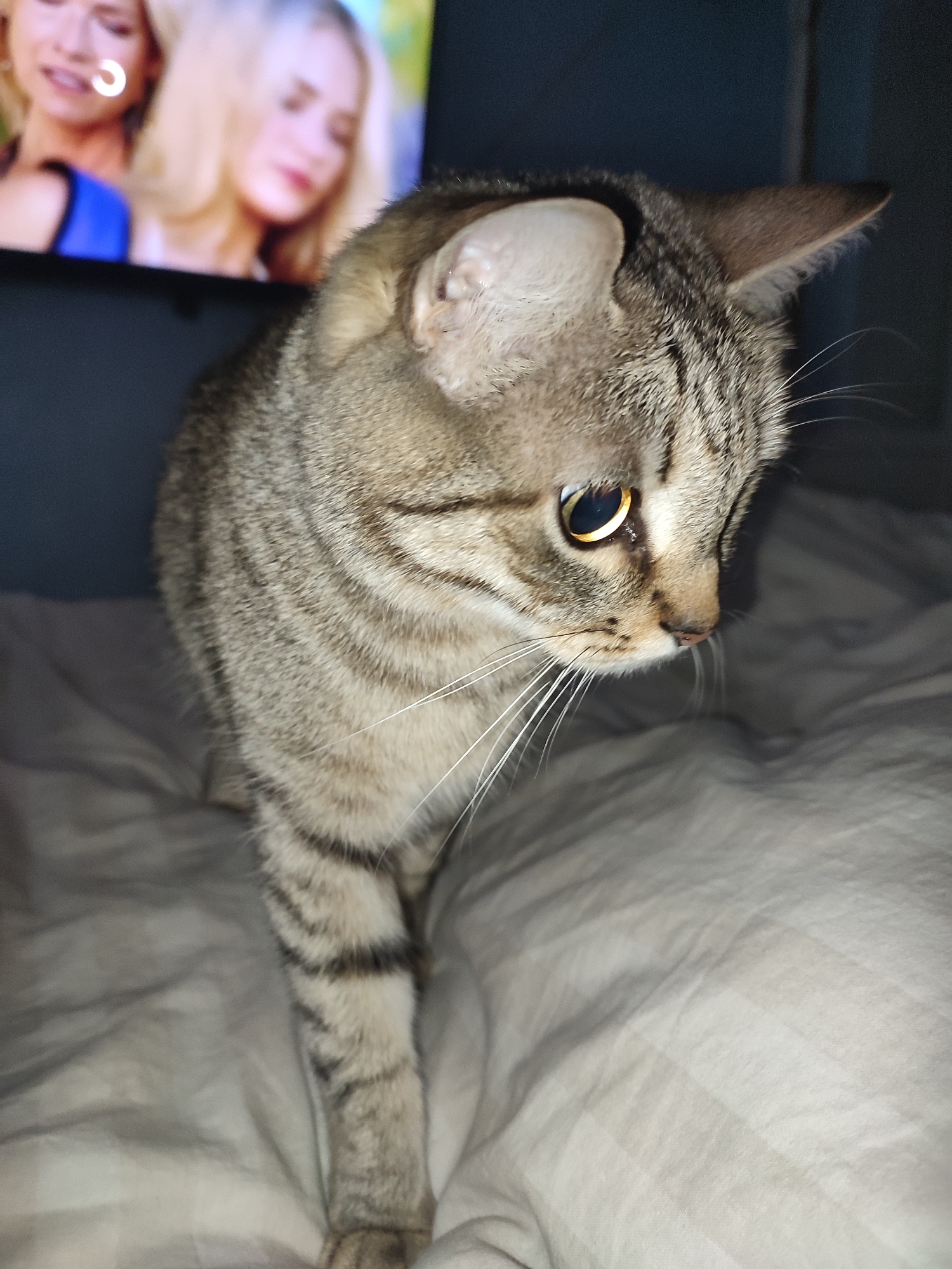 A tabby cat stands on a gray striped bedspread. Behind the cat, out of focus, is a television displaying two blonde women. The location is Unknown, Unknown.