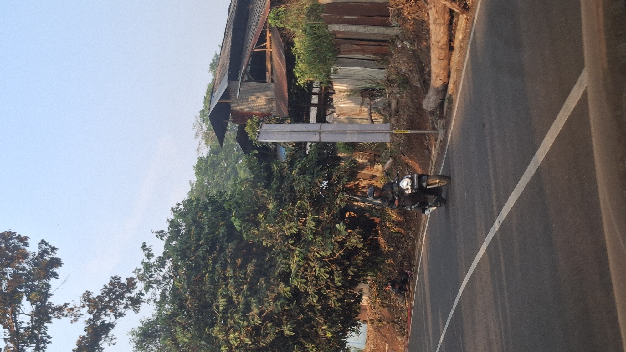 A lone figure rides a black scooter on an asphalt road in Cilaku, Indonesia. The scooter is in motion, with the rider wearing a dark helmet and jacket. The road has a white dividing line and is bordered by a dirt embankment on the right. To the left of the road, a large, leafy tree stands prominently, casting shadows. Behind the tree, a rustic building with a corrugated metal roof is visible. Further in the background, more trees and a clear sky complete the rural scene. The lighting suggests it is either early morning or late afternoon, with the sun casting long shadows.