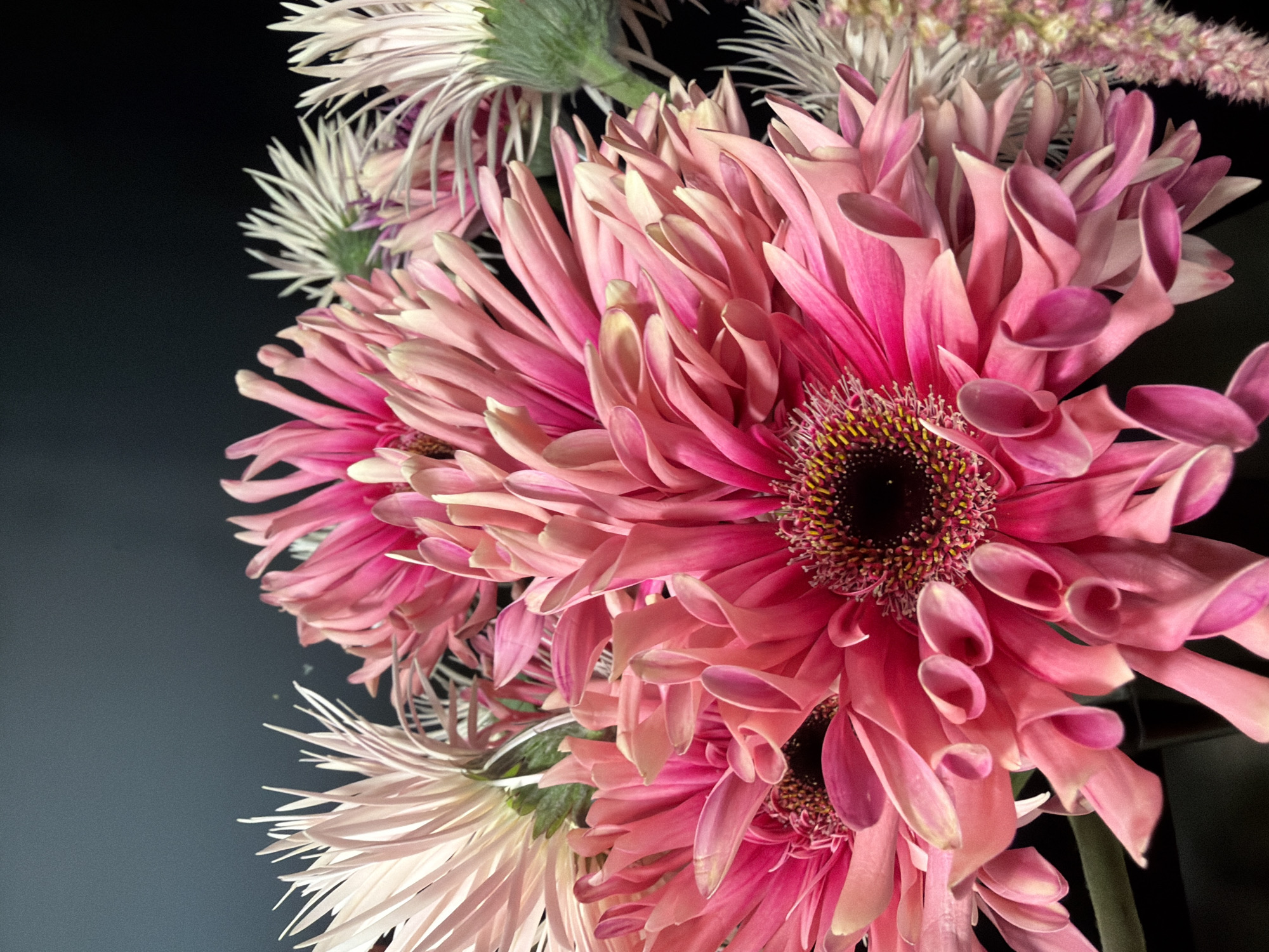 This media file is a close-up, low-angle shot of a bouquet of flowers, predominantly pink gerbera daisies and white asters. The flowers are tightly packed, with the vibrant pink petals of the gerbera daisies dominating the foreground. Their centers are dark and circular, surrounded by rows of thin, spiky stamens with yellow tips. Behind the gerbera daisies, the delicate, needle-like white petals of the asters are visible, interspersed with hints of green foliage and pale pink astilbe. The overall impression is one of lushness and texture.
The lighting appears to be artificial, casting a soft glow on the petals and creating deep shadows in the darker areas of the bouquet and the background. The background itself is a dark, featureless expanse, likely a dark cloth or wall, which serves to make the colorful flowers stand out even more. There is no discernible time of day, weather, or specific location indicated. The composition suggests a studio setting or a carefully arranged indoor display. There is no text visible in the image. The image evokes a sense of beauty and delicate artistry.