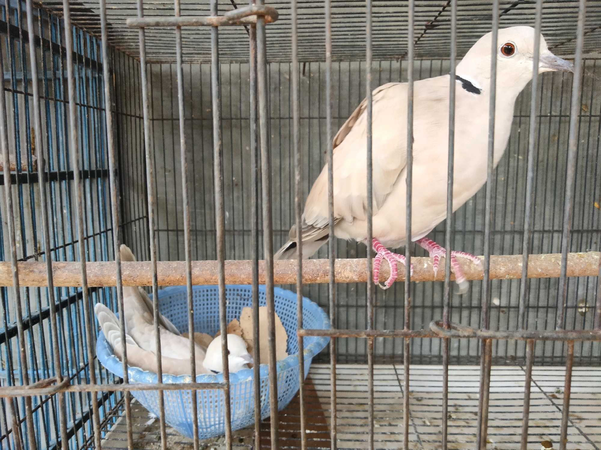 Two doves are inside a rusty metal cage with horizontal bars. One dove, light brown with a black neck marking, stands on a wooden perch. Its right foot is visible, with pink toes. Another dove, mostly white, is partially visible in a blue plastic basket below the perch, appearing to rest or nest. The background consists of vertical cage bars and a grey wall. The scene is located in Sidorejo, Indonesia.
