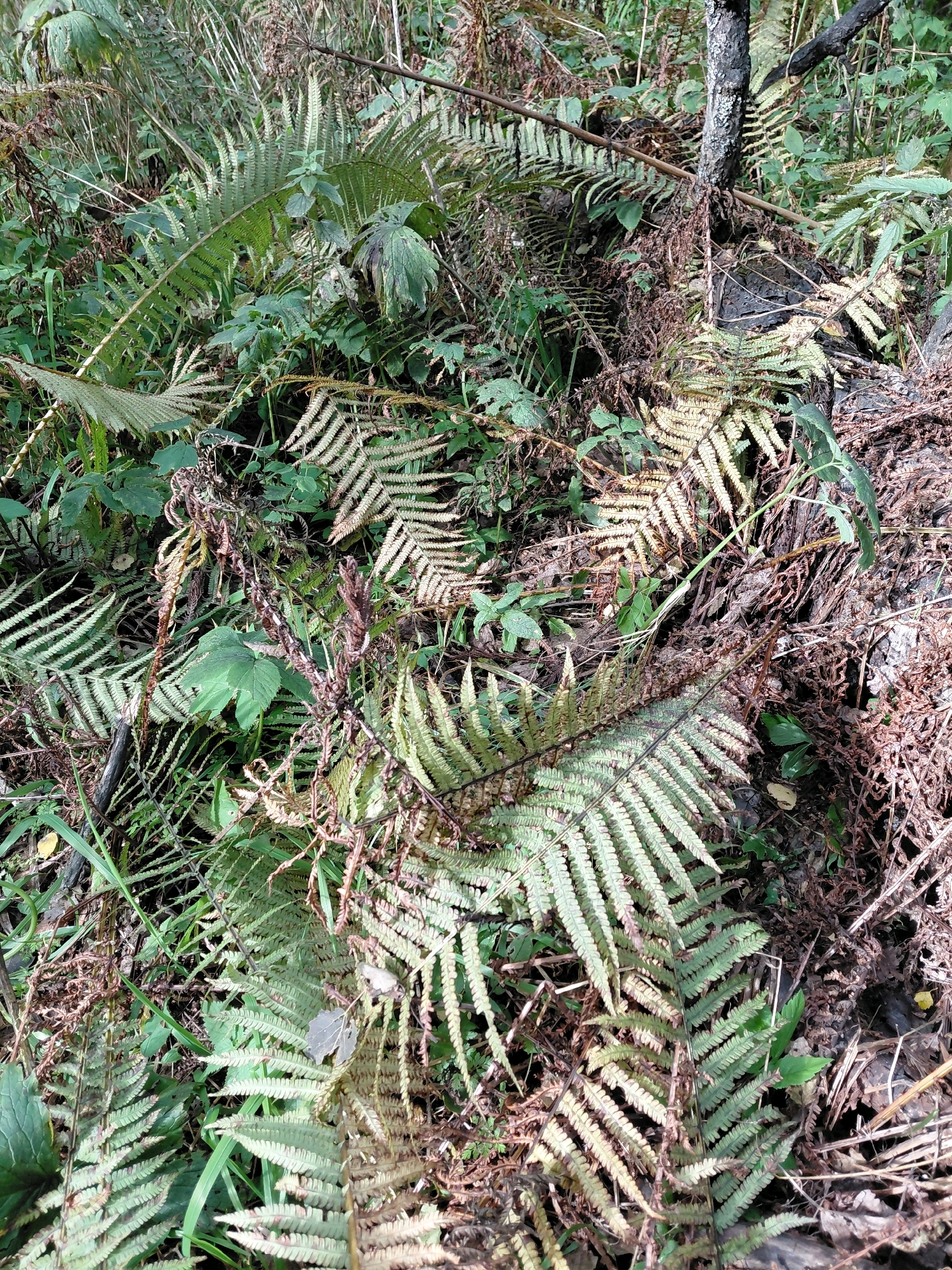 An outdoor, close-up, eye-level shot captures a dense collection of ferns and other undergrowth in what appears to be a forest floor setting, likely located in Nikolaevka, Russia. The scene is dominated by various shades of green and brown, with numerous fronds of ferns prominently displayed. Some of these fronds are a vibrant green, while others show signs of drying and browning, with curled edges and a faded appearance. Amongst the ferns, dried leaves, twigs, and decaying organic matter are visible, creating a textured and somewhat chaotic ground cover. A charred section of a tree trunk, dark and rough in texture, stands vertically amongst the foliage, suggesting a past fire event in the area. The lighting is natural, dappled, and appears to be from an overcast sky or shaded by a canopy, contributing to the somewhat muted colors and soft shadows. There are no people or animals visible in the image. The environment is natural and untamed, indicative of a wild or semi-wild area.