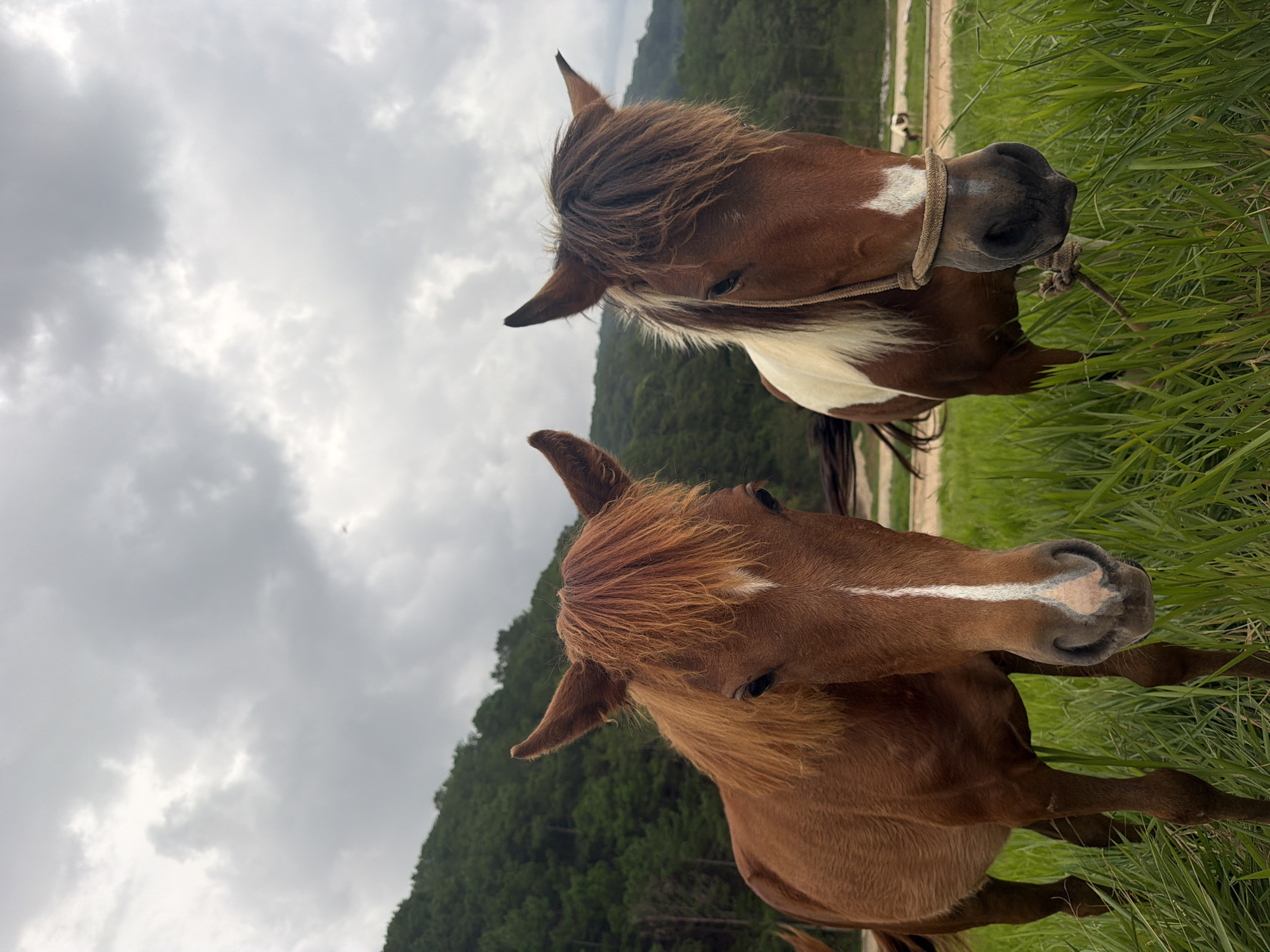 Two horses stand in a grassy field with a forested hillside in the background. The horse on the left is a solid reddish-brown color with a lighter mane and a white blaze on its face. The horse on the right is brown and white with a similar blaze. Both horses are looking towards the camera. The sky is overcast. The scene is likely located in the outskirts of Da Lat, Vietnam, known for its agricultural lands and natural beauty.