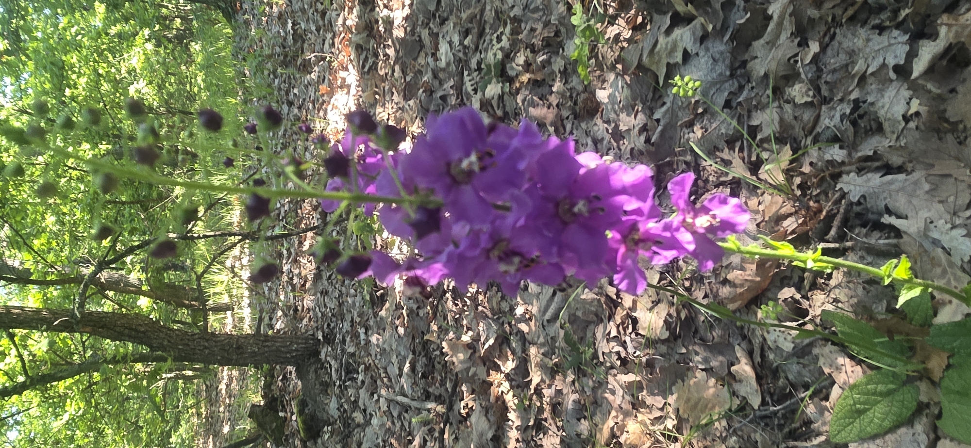 A close-up, slightly sideways photograph showcases a vibrant purple flower, possibly a member of the mullein family, with a stalk of unopened buds, set against a backdrop of dry leaves and vegetation, likely taken in a woodland environment. The scene appears to be outdoors, with sunlight filtering through the trees. Given the request to place the scene in Prilep, Bulgaria, the location could be a park, wooded area, or the outskirts of the city where such flora is common, although specific location details cannot be definitively determined from the image.