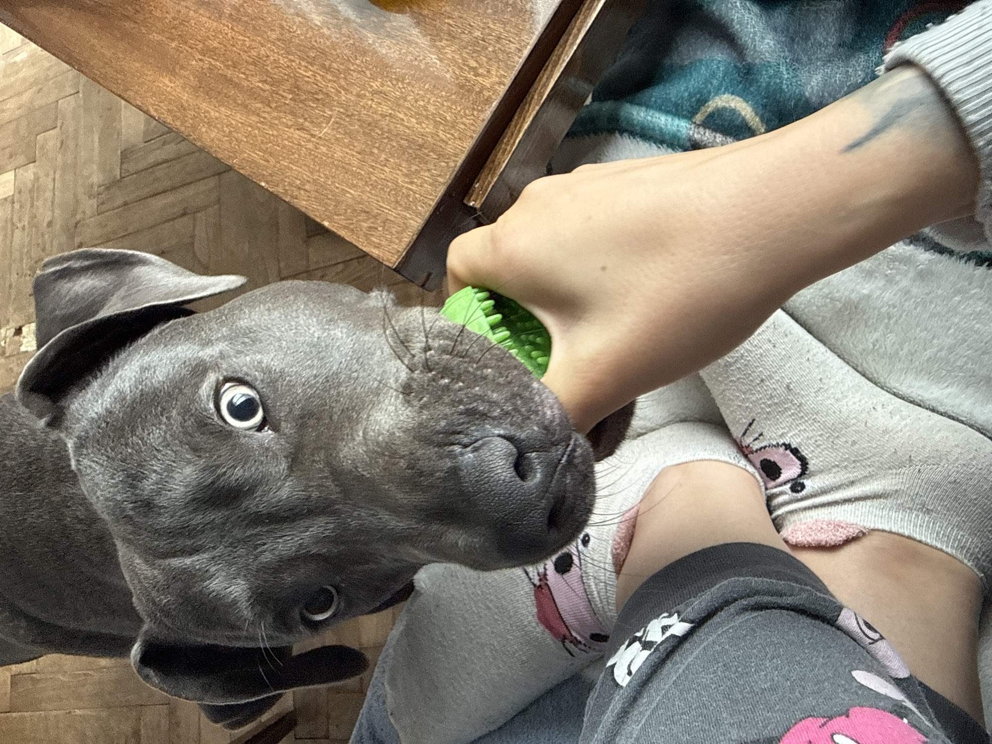 A close-up, high-angle shot shows a gray pit bull dog with a green toy in its mouth being held by a fair-skinned hand. The person is wearing gray sweatpants and socks with a pink cartoon design. The person's left arm has a tattoo near the wrist. Part of a wooden table is visible in the upper left corner, resting on a parquet floor. The location is indoors and cannot be associated with the city of Varna, Bulgaria without further information.