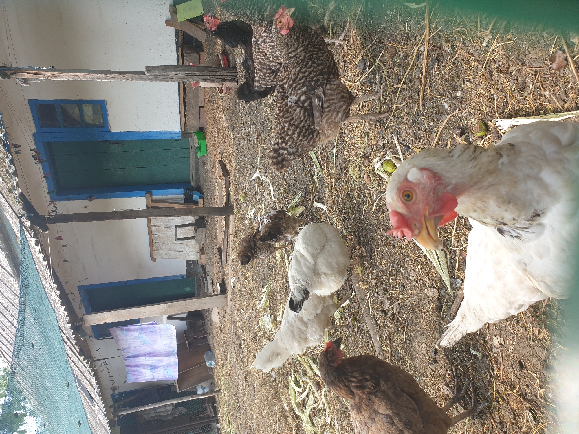 In Lozovyi Yar, Ukraine, a flock of chickens is gathered in a dusty yard in front of a dilapidated building. The structure has a corrugated metal roof partially covered by a green mesh net, and its white walls are peeling. Two doors, painted green and blue, are visible on the facade. Clothes hang from a line strung across the front of the building. Scattered on the ground are remnants of dried corn stalks and various debris. The chickens, a mix of brown, white, and speckled varieties, peck at the ground and interact with each other. One white hen with a red comb and wattles is prominently positioned in the foreground, looking directly at the camera. The scene appears to be a rural setting, possibly a farm or a backyard where chickens are kept.