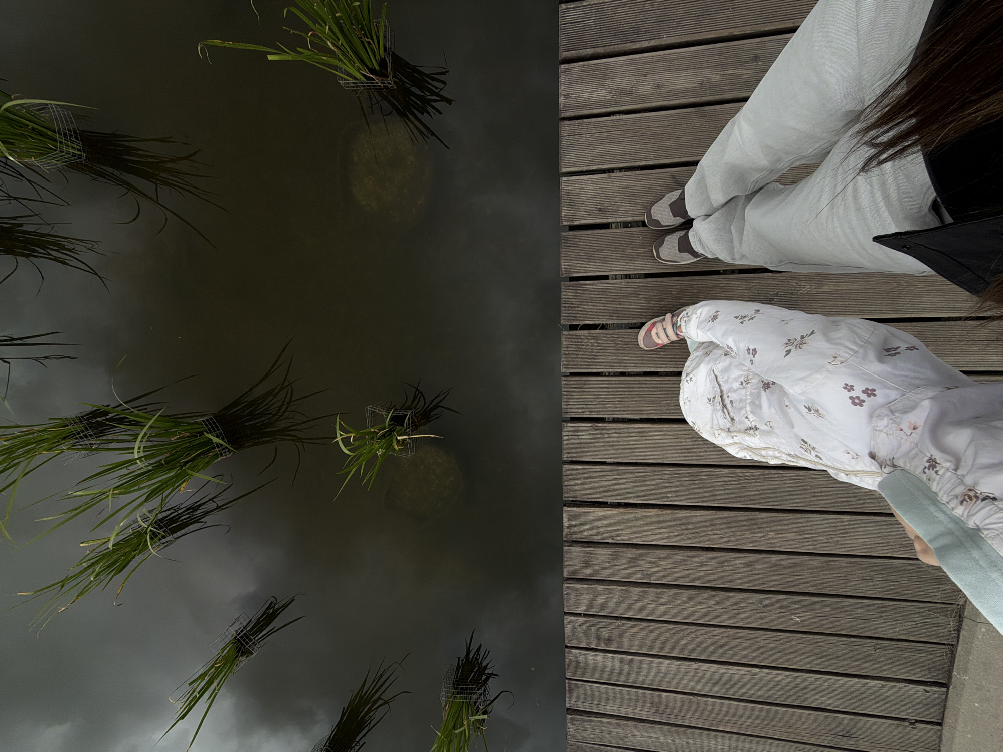 The image is an overhead shot, bisected into two distinct scenes: water on the left and a wooden boardwalk on the right. In the water, several bundles of tall green grass are submerged, secured in metal cages. The water is dark and reflective, with a faint circular shadow visible in the upper left quadrant, possibly a reflection or an object beneath the surface.
On the right side of the image, two individuals are partially visible, their legs and feet positioned on the weathered wooden planks of a boardwalk. The person in the foreground wears light-colored pants with a subtle floral pattern and a light blue strap extends from their clothing. They are wearing beige and pink sneakers. The person behind them is wearing light gray or white trousers and gray and brown sneakers. Their dark hair is visible over their shoulder. The wooden planks of the boardwalk are arranged horizontally, showing signs of wear. The scene appears to be outdoors. There is no visible text in the image. The lighting suggests it is daytime, and the overall mood is calm and relaxed. The location context provided is Khimki, Russia.