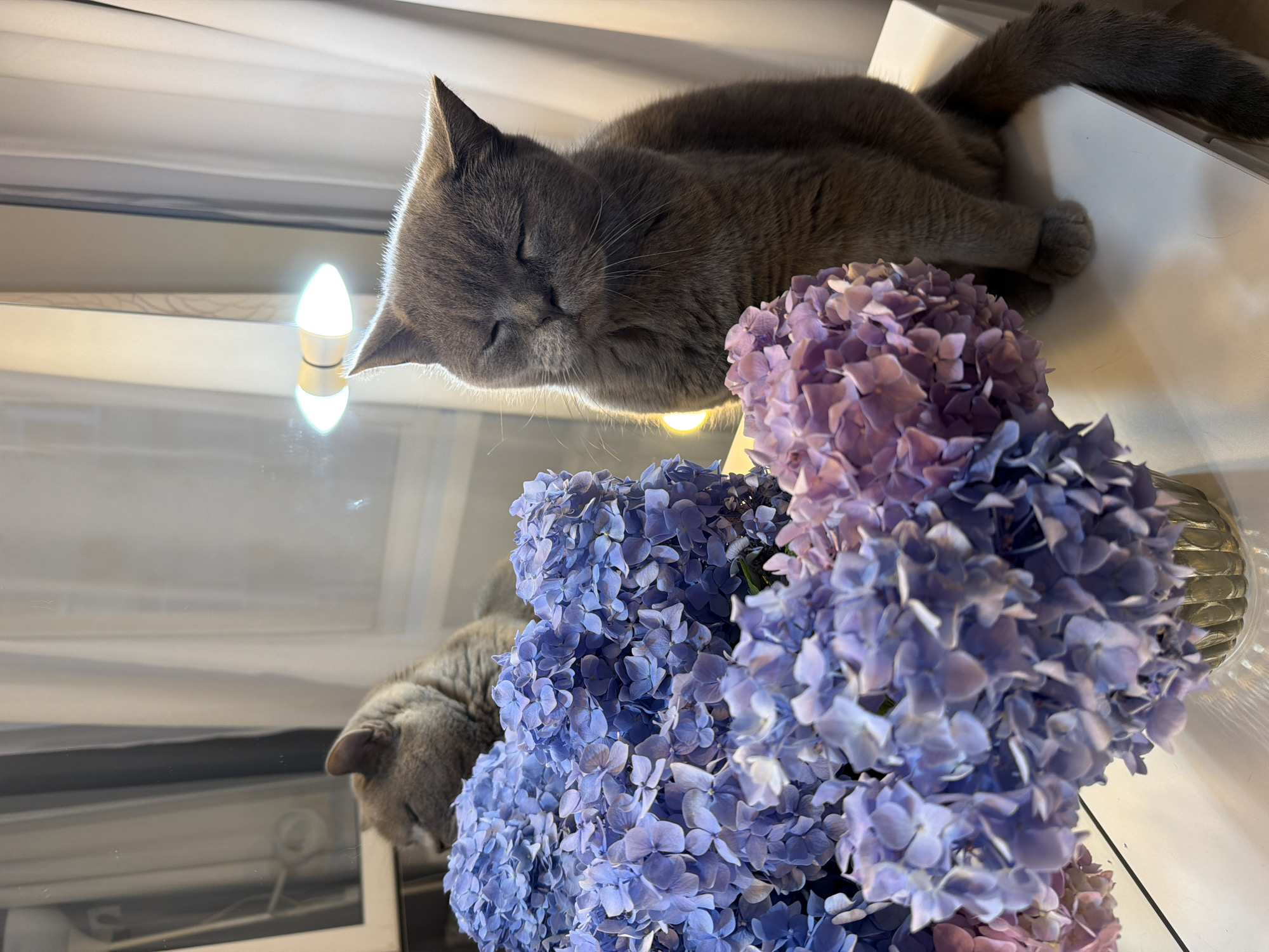 A close-up shot captures a grey cat sitting in front of a vase of hydrangeas. The cat is a British Shorthair breed, with its eyes closed and a serene expression on its face. It is sitting on a white surface, possibly a table or shelf. The hydrangeas are a mix of blue and purple hues, adding a vibrant touch to the scene. The background is softly blurred, hinting at an indoor setting with a window and curtains. The overall mood of the image is peaceful and tranquil.
The image does not contain any information that would allow for a definitive determination of its location within the city of Sochi, Russia.