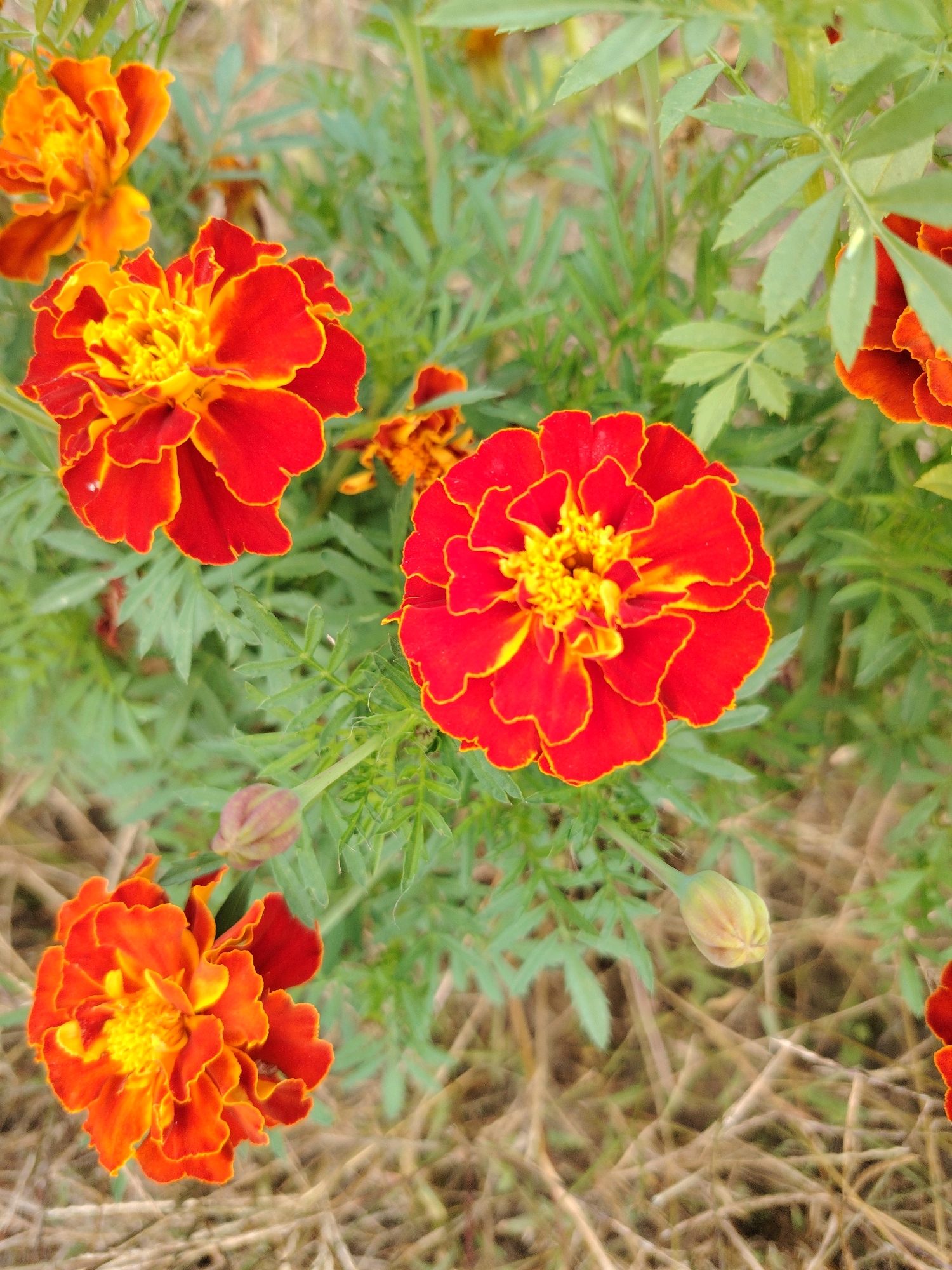 This is a close-up, top-down shot of several marigolds with red and orange petals and yellow centers. The flowers are blooming in a garden bed with green foliage and dry, brown grass or straw on the ground. One marigold bud is visible in the lower left quadrant, and another is in the middle right. The lighting is natural and diffused, casting soft shadows. There are no people or animals present.