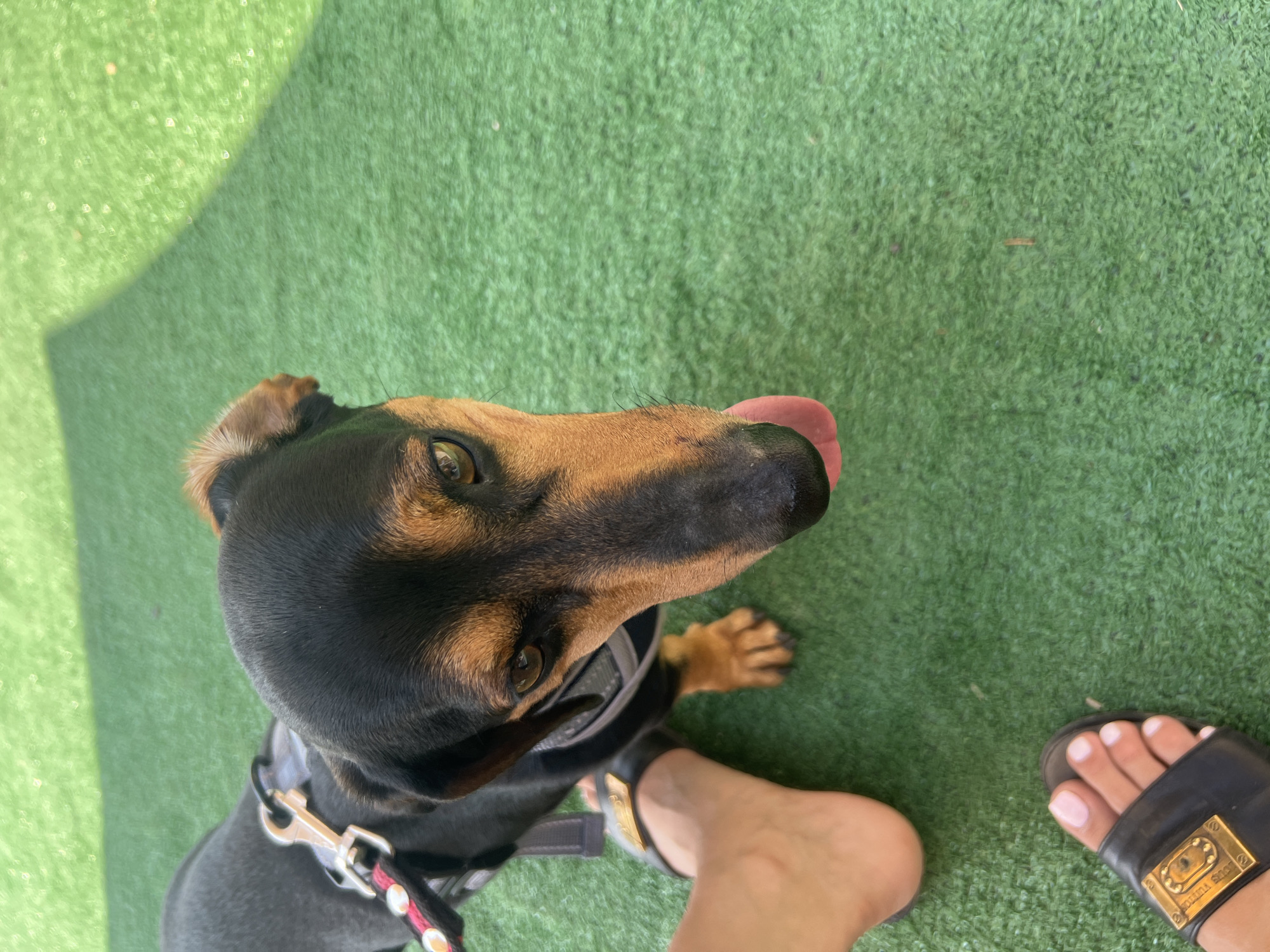 A dachshund with a black and tan coat and a harness is on a patch of artificial green turf, looking down at the camera. The dog's tongue is slightly out. To the left of the dog, a person's bare foot wearing a black sandal with a gold buckle is visible. Further down, another foot in a similar sandal is visible. The background is a blurry expanse of green turf, with a patch of sunlight casting a shadow. The setting appears to be an outdoor area.