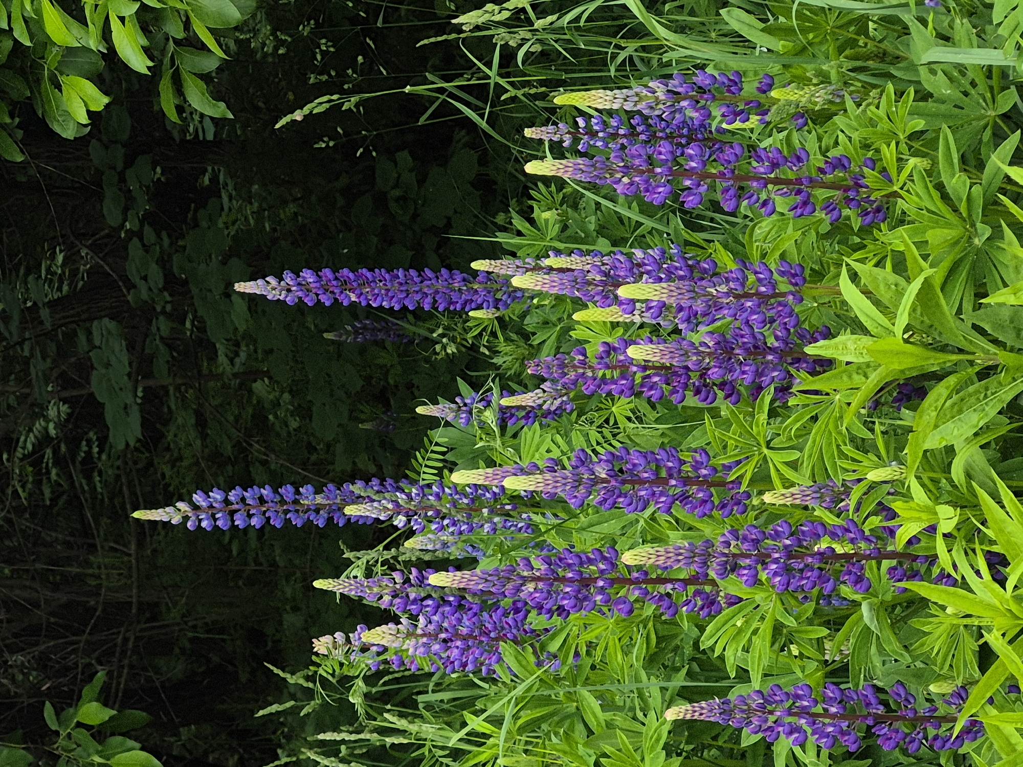 The image displays a vibrant natural scene dominated by numerous purple lupine flowers and their lush green foliage, presented in a vertical orientation. Tall, spiky inflorescences of lupines, rich in purple hues, are clustered densely throughout the right and central parts of the frame. Many of the flower spikes feature lighter, yellowish-green buds at their tips, indicating new growth.
The distinctive palmate leaves of the lupine plants are a vibrant green, intermingled with other varieties of green foliage and grasses. A dark, shadowed background of indistinct greenery occupies the left side of the image, providing a deep contrast that makes the brightly lit lupines in the foreground stand out.
The lighting appears natural and soft, suggesting daylight, possibly under an overcast sky or in a shaded area, as there are no harsh shadows. No people or man-made objects are visible, and no specific activity or event is taking place. The scene captures a static moment of natural beauty. There is no visible text. The location context for this natural setting is Chaikovsky, Russia.
