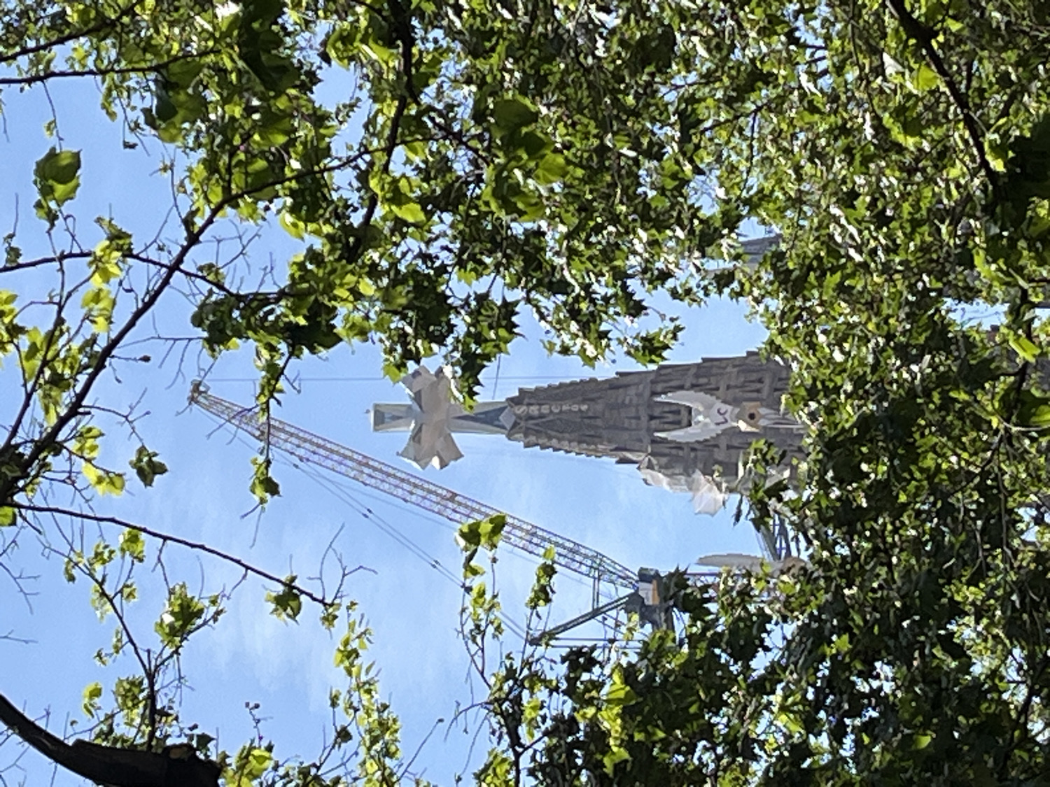 The image presents an upward view of a towering architectural structure, characteristic of the Sagrada Familia in Barcelona, Spain, partially framed by the verdant foliage of trees. The sky is a clear, bright blue, indicating daytime and good weather conditions.
Dominating the midground is the ornate, grey stone facade of the building, rising majestically. A multi-armed, cross-like element caps one of the visible spires. Below this, a distinctive white, wing-shaped sculpture, possibly representing a dove, adorns the building. Just below this sculpture, faint, light-colored text, which appears to spell "EXCELSIOR", can be seen on the darker stone. To the left of the building, a large construction crane, primarily red and white, extends diagonally across the sky, highlighting the ongoing work on the edifice.
The foreground and upper sections of the image are filled with numerous green leaves and branches, creating a natural, leafy border. These leaves are well-lit, suggesting bright sunshine. No individuals or specific events are depicted, rather the focus is on the iconic architecture and its current state of construction. The scene conveys the grandeur of the structure and its continuous development.