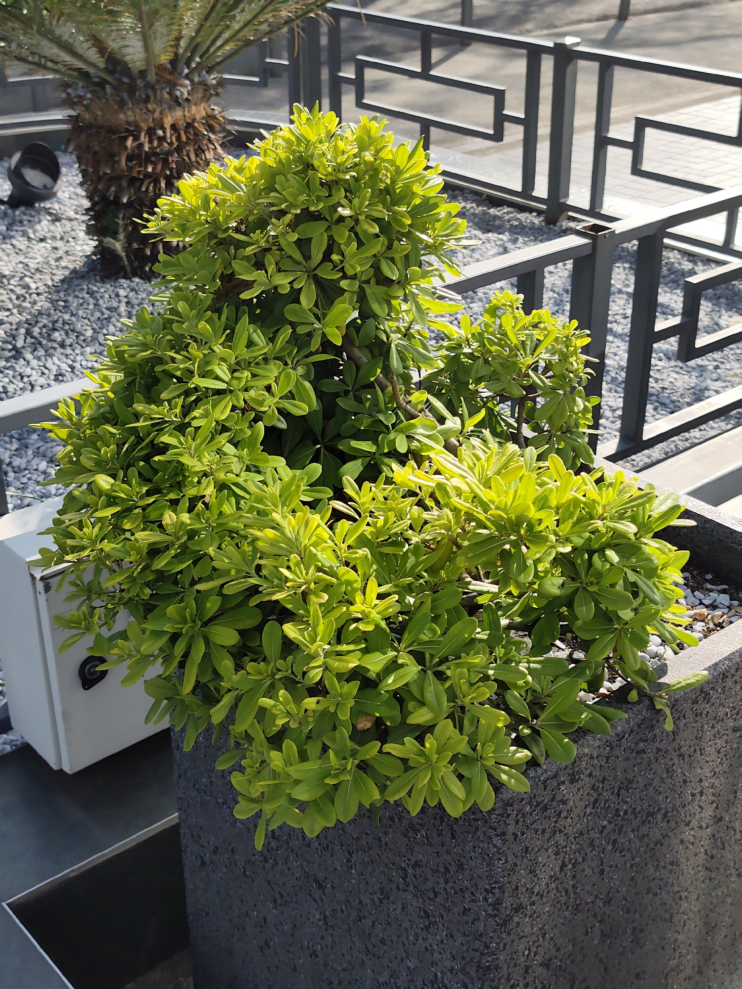 An outdoor scene features a potted green shrub with vibrant, lush foliage. The shrub is planted in a dark gray, textured pot. Behind the shrub, a portion of a palm tree trunk is visible, surrounded by small, light-colored gravel. A dark, metallic fence with a geometric design runs horizontally in the background. A white rectangular object, possibly an electrical box or utility cover, is situated to the left of the shrub. The lighting suggests a sunny day, with shadows cast by the fence. The scene appears to be in an urban outdoor setting.