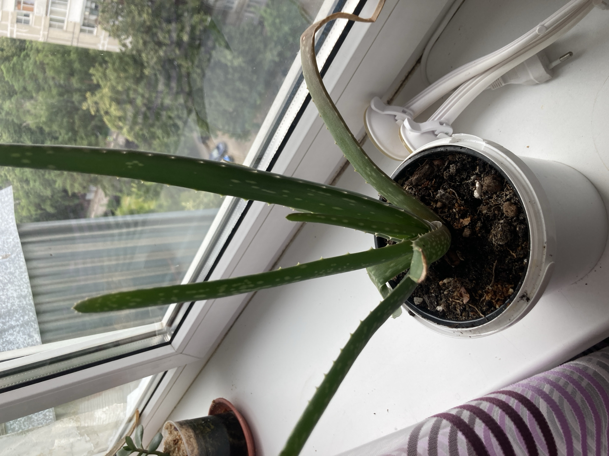 An aloe vera plant in a white plastic pot sits on a windowsill in Monino, Russia. The plant has several green, fleshy leaves with white spots and sharp serrated edges. One leaf at the right is dry and brown, bending downwards. Behind the plant, a window shows trees and a building. To the left of the pot is a striped fabric. To the right, a white electrical cord with a plug is visible. The windowsill is white.