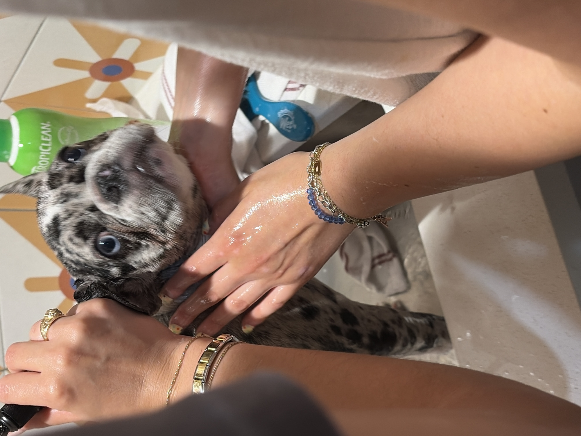 A mottled grey and white puppy is being bathed in what appears to be a bathroom sink. Two hands are visible, one holding a black nozzle and the other touching the puppy. The hands are adorned with bracelets and a ring. A green bottle labeled "TROPICLEAN" lies nearby on a patterned tile floor. The scene suggests a domestic setting, likely within a home or apartment in an unspecified location. The city of Austin, United States of America is an extraneous addition as there is no actual evidence in the image to support this.
