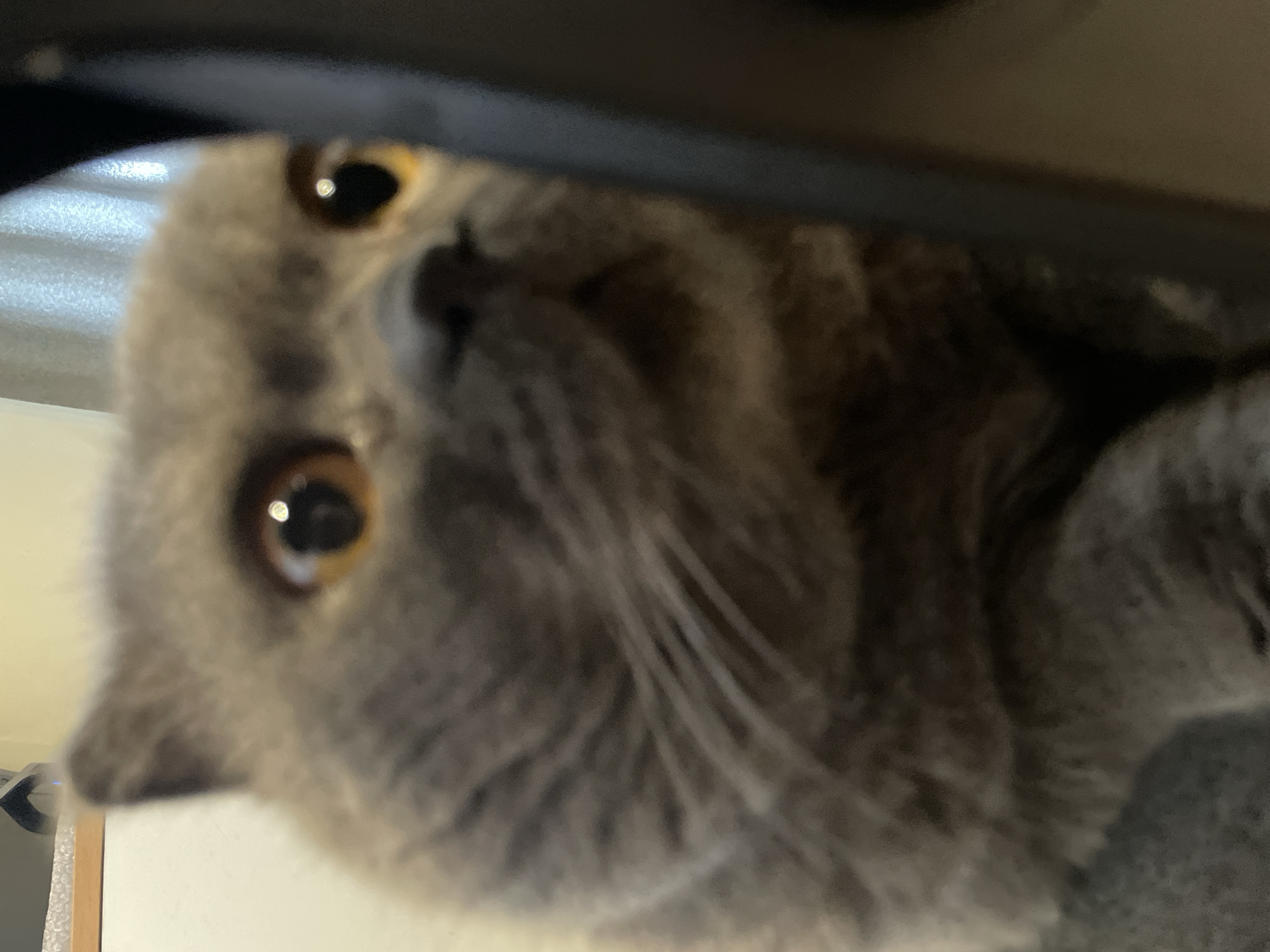 A close-up, slightly out-of-focus image shows the head of a grey British Shorthair cat. The cat's large, round eyes with golden irises are prominent and focused on something to its right. Its ears are perked forward, and its whiskers are visible. The cat is positioned in the foreground, with a dark, blurred object on the right side of the frame that appears to be a piece of furniture or a screen. The background is also blurred, showing a light-colored wall and a curtain. The lighting appears to be indoor, with a warm tone.