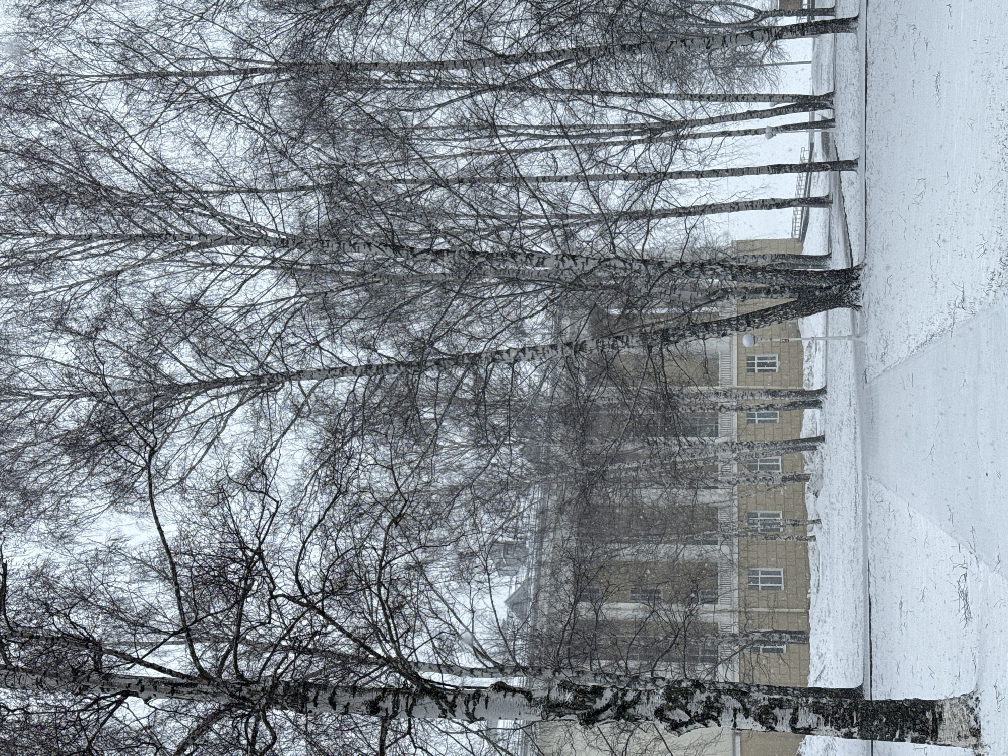 The image depicts a winter scene in Votkinsk, Russia. A row of birch trees, bare of leaves and covered with snow, stands along a pathway heavily coated with snow. In the background, a multi-story building with light-colored walls and multiple windows can be seen through the trees. It is snowing, and the overall atmosphere is gray and overcast. The orientation of the photograph is vertical.