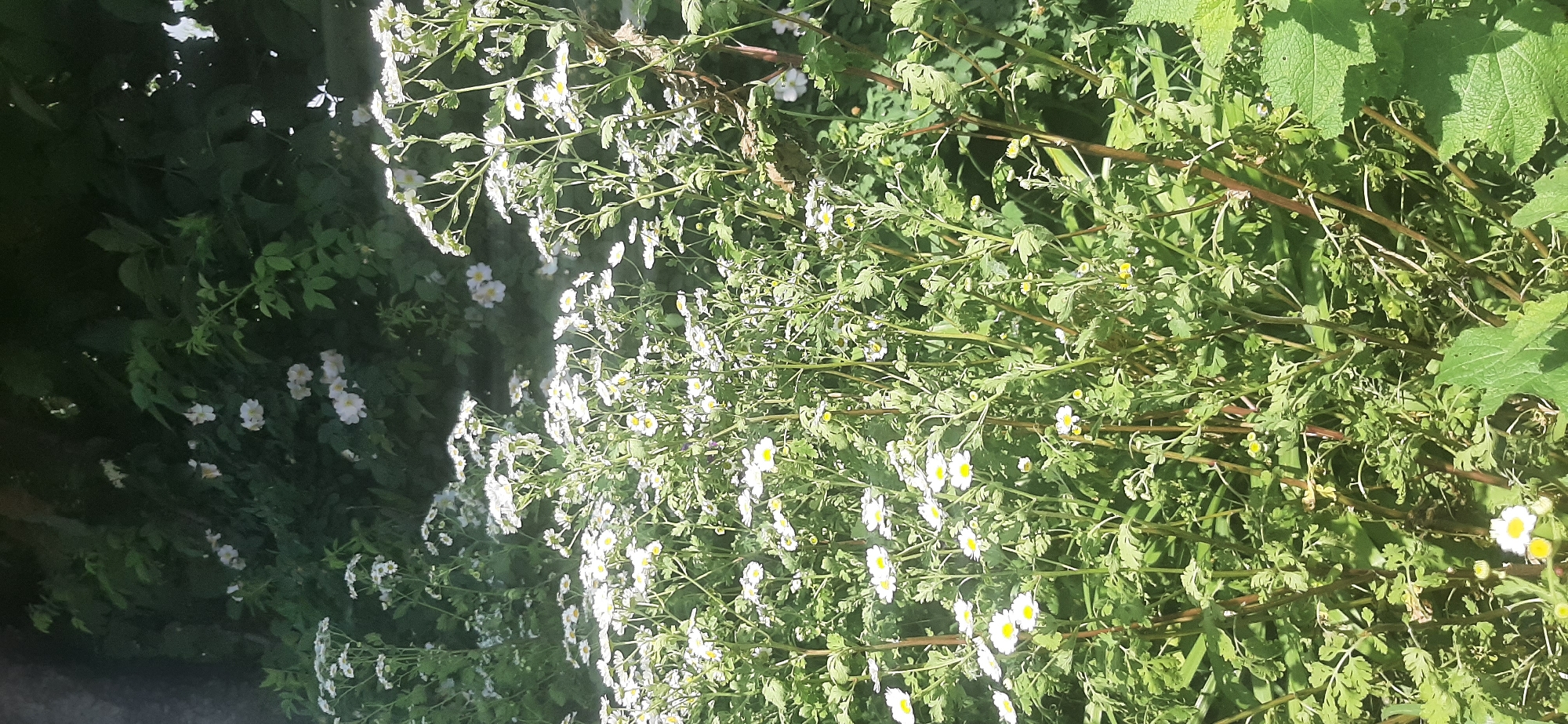 This is a vertical, eye-level, medium shot of a dense cluster of white daisy-like flowers with yellow centers growing in a garden. The flowers are in various stages of bloom, with some fully open and others still budding. The stems are thin and green, with some appearing reddish-brown. The leaves are dark green and feathery. In the background, out of focus, is a dark green, leafy bush or tree. The lighting suggests it is daytime, with sunlight dappling through the leaves. The location is identified as Yessentukskaya, Russia, implying an outdoor garden setting. There are no people or animals visible in the image.