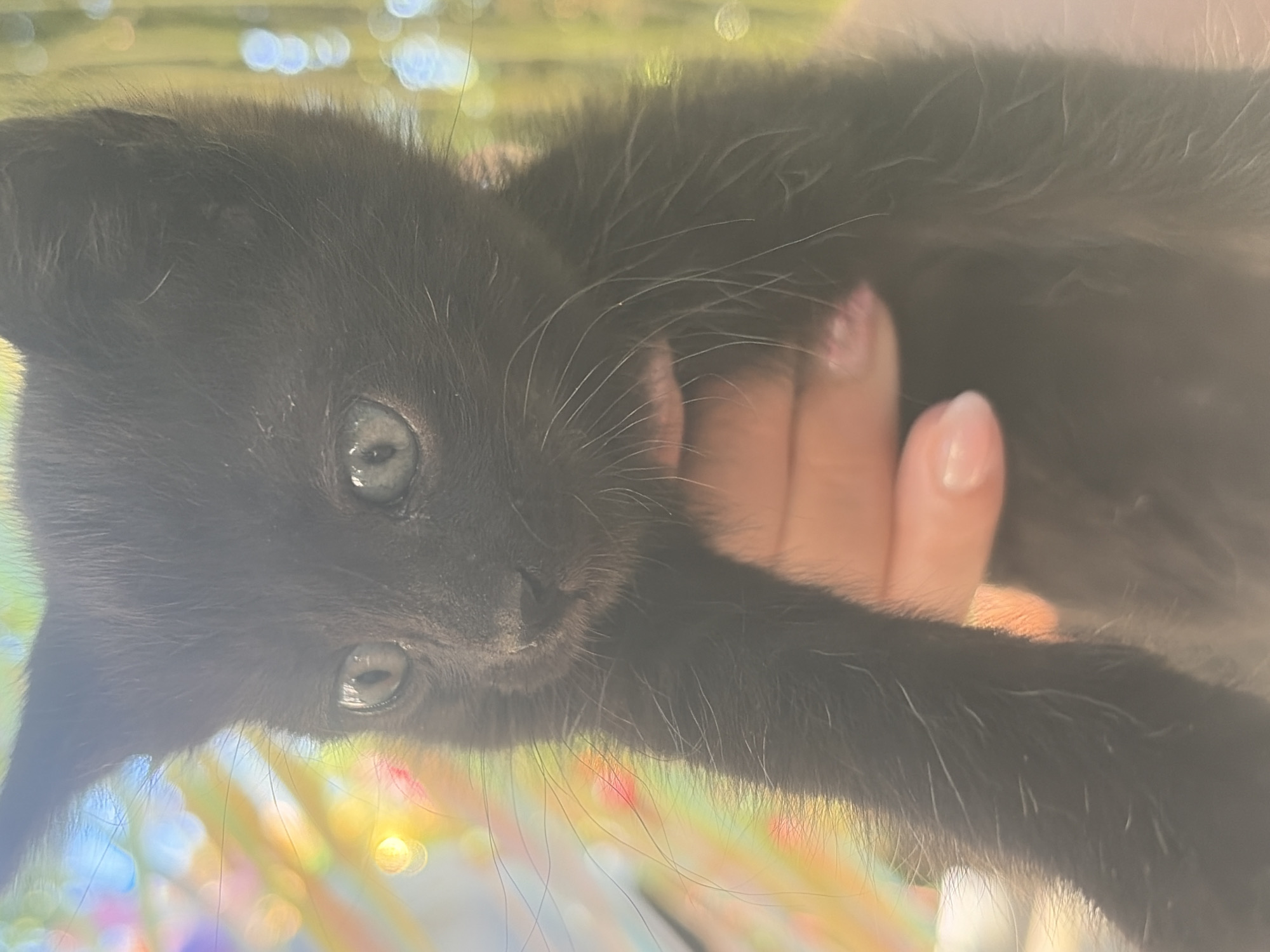 A close-up shot features a black kitten being held by a person. The kitten's light gray eyes are open and looking to the left. Its ears are pointed upwards. The person's hand, with painted fingernails, is visible supporting the kitten's body. The background is blurred with bokeh effects, showing bright, colorful lights that appear to be out of focus. The overall impression is one of warmth and tenderness. The image was captured in Vlasatitsa, Bulgaria.