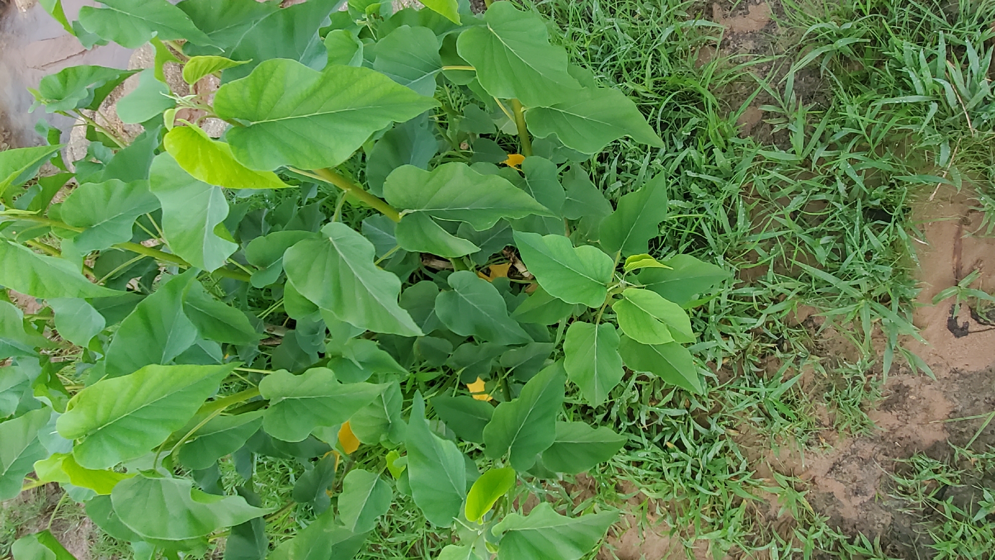 A close-up, eye-level shot captures the lush, green foliage of a young plant with heart-shaped leaves. The plant is growing from the ground, which is a mix of sandy soil and sparse green grass. The scene is outdoors, likely in a semi-urban or rural environment, possibly within the city of Jalingo, Nigeria, given the natural vegetation. The lighting suggests it is daytime. There are no people or animals visible in the image.