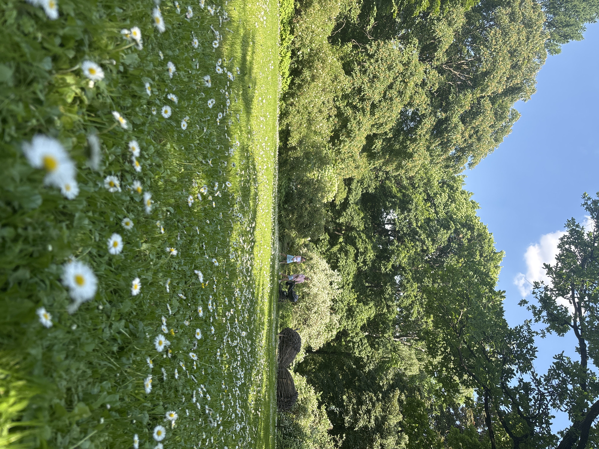 The image depicts a sunlit meadow dotted with daisies, a scene that could be a park or a garden. In the background, two individuals are visible, one pushing a stroller. A large, abstract sculpture made of bundled reeds or straw is situated to the right of the individuals. Beyond them, a dense line of trees forms a backdrop, with some lighter foliage suggesting flowering shrubs in the mid-ground. The sky above is clear blue with a few scattered white clouds. The foreground is dominated by the vibrant green grass and the white and yellow daisies. The overall impression is one of a serene outdoor setting during daylight. The location is not specified in the image or its crops.