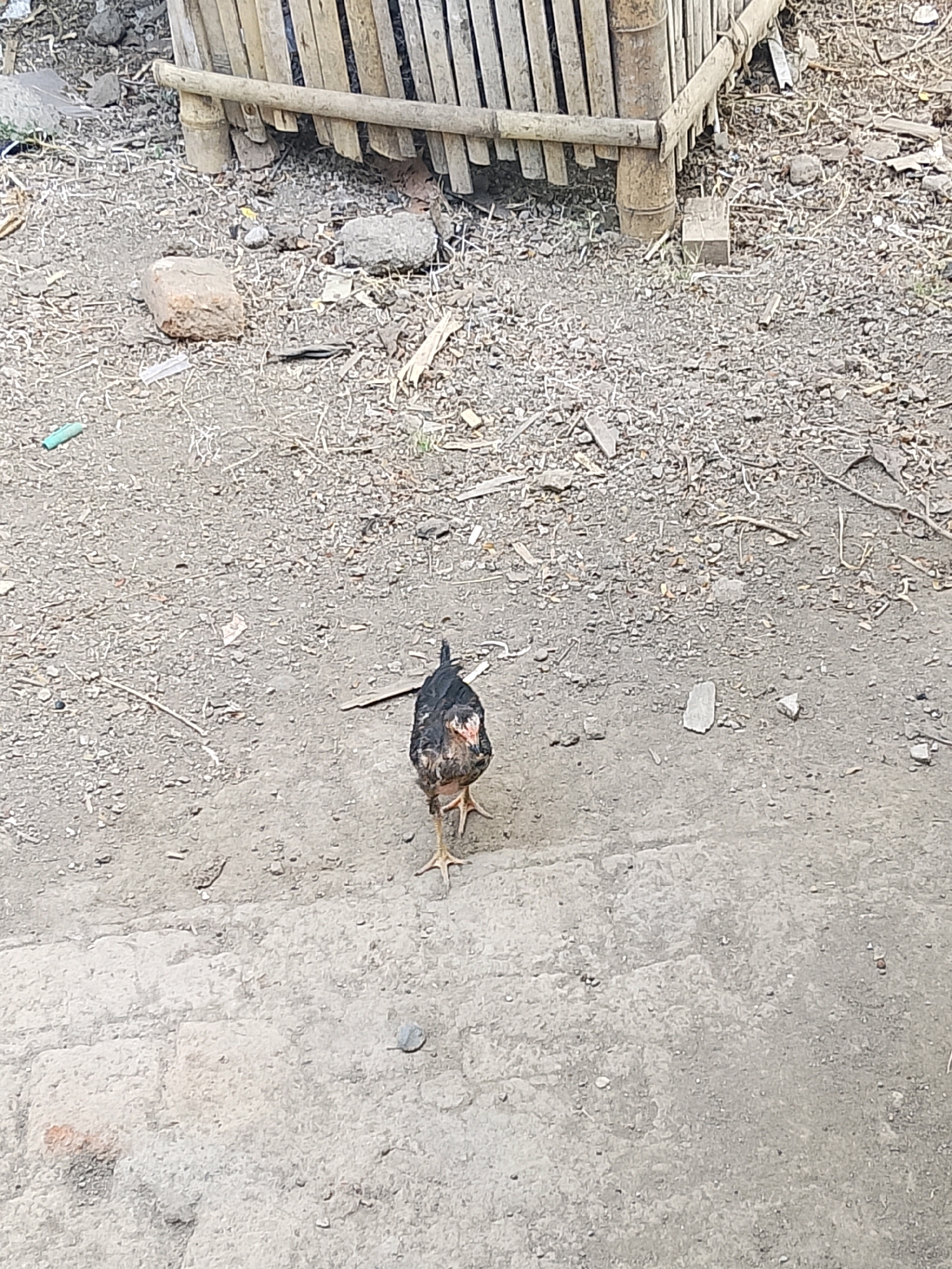 A lone chicken stands on a patch of dirt and concrete, its back to the camera. The chicken is mostly black with some brown and red feathers visible on its head and neck. Its legs are thin and yellow. Behind the chicken, a bamboo fence structure is visible, with some debris scattered on the ground. The scene appears to be outdoors in a somewhat unkempt area.